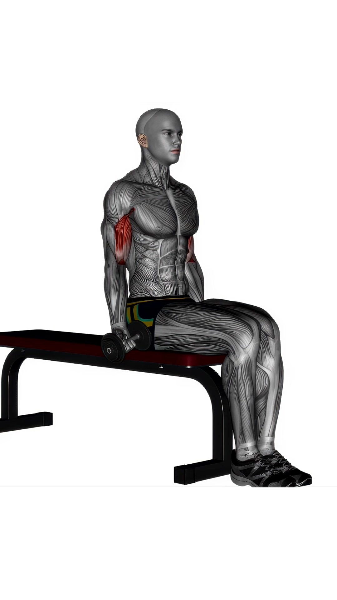 Alternating Biceps Curl Seated Dumbbells