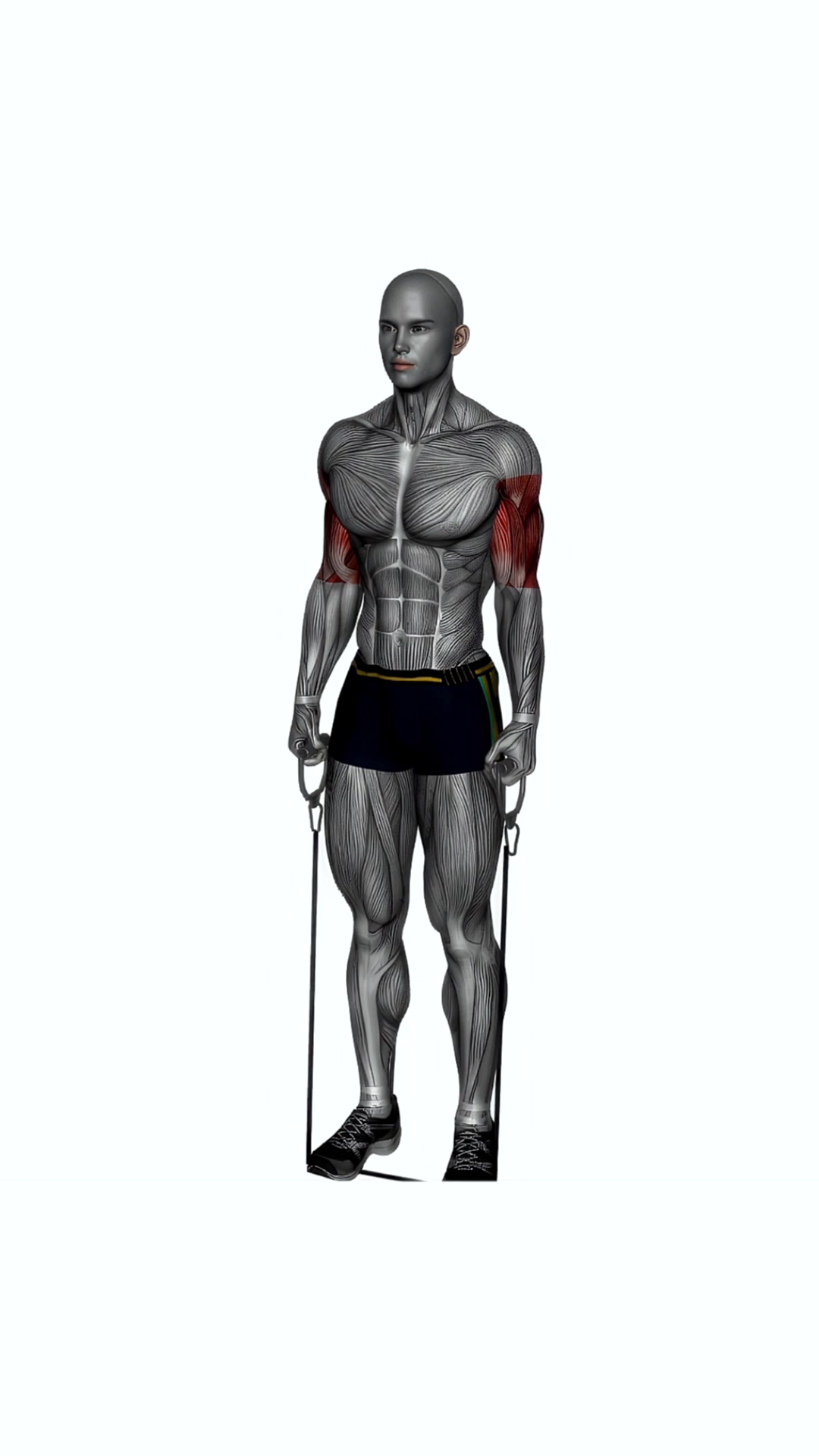 Alternating Biceps Hammer Curls Resistance Band