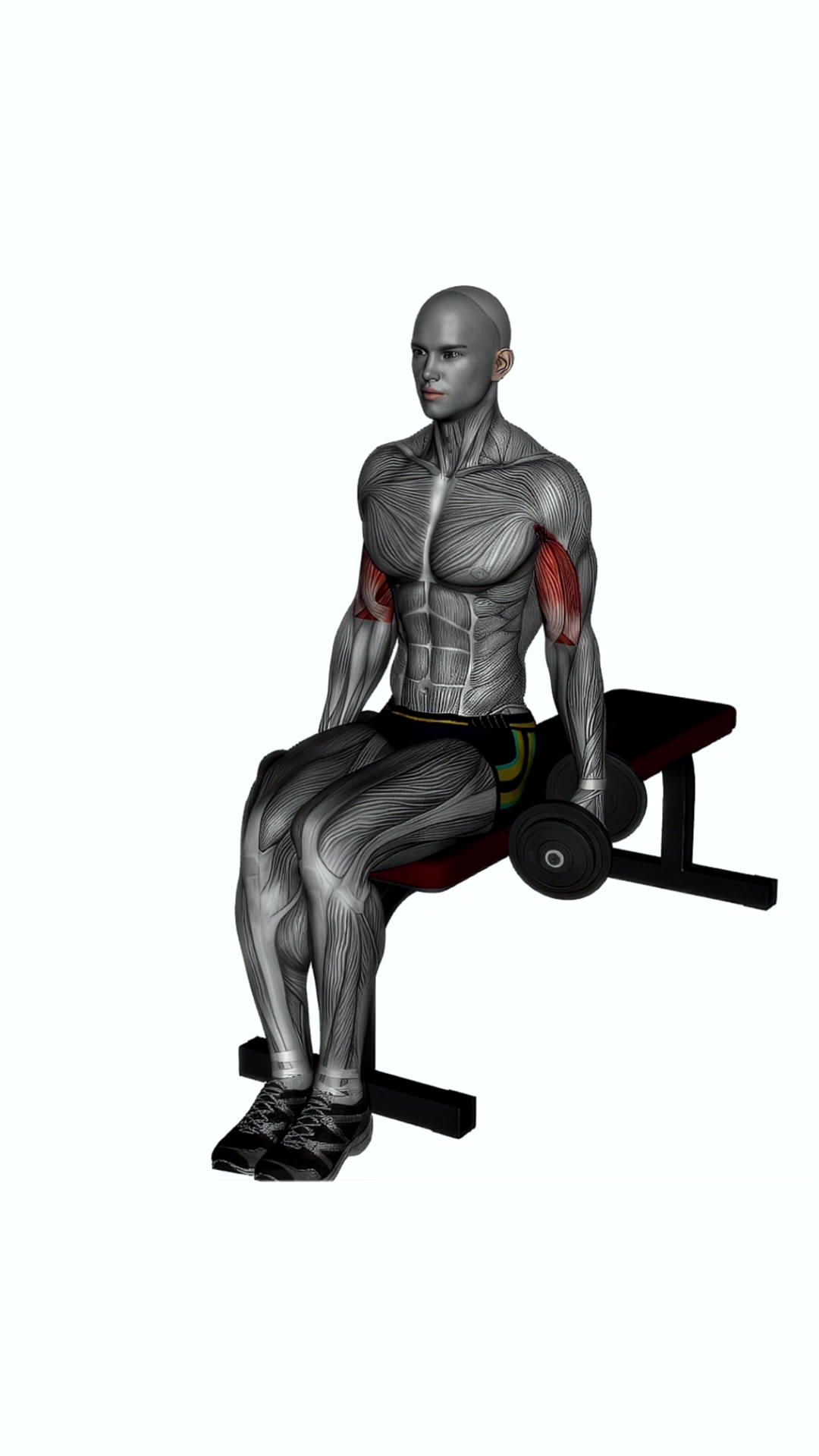 Alternating Hammer Curls Seated Dumbbells