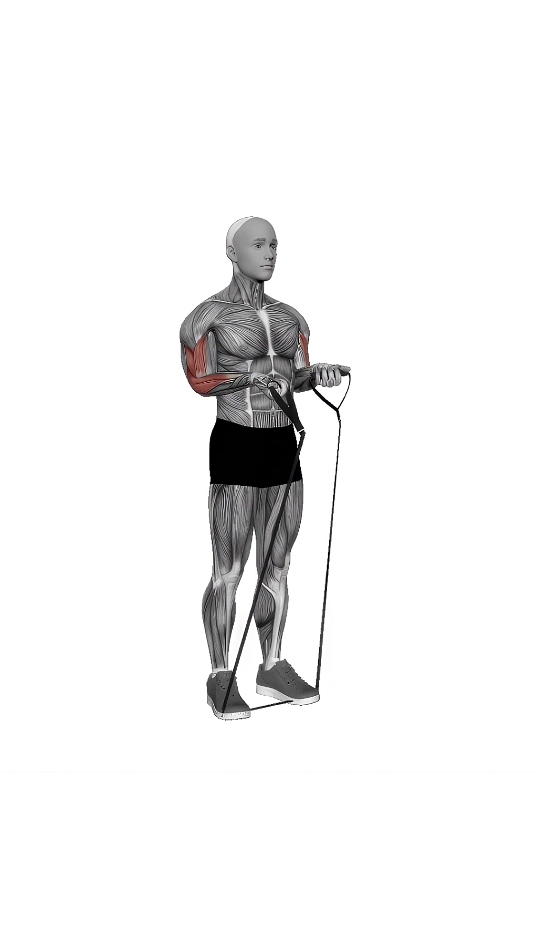 Band Close-grip Biceps Curl