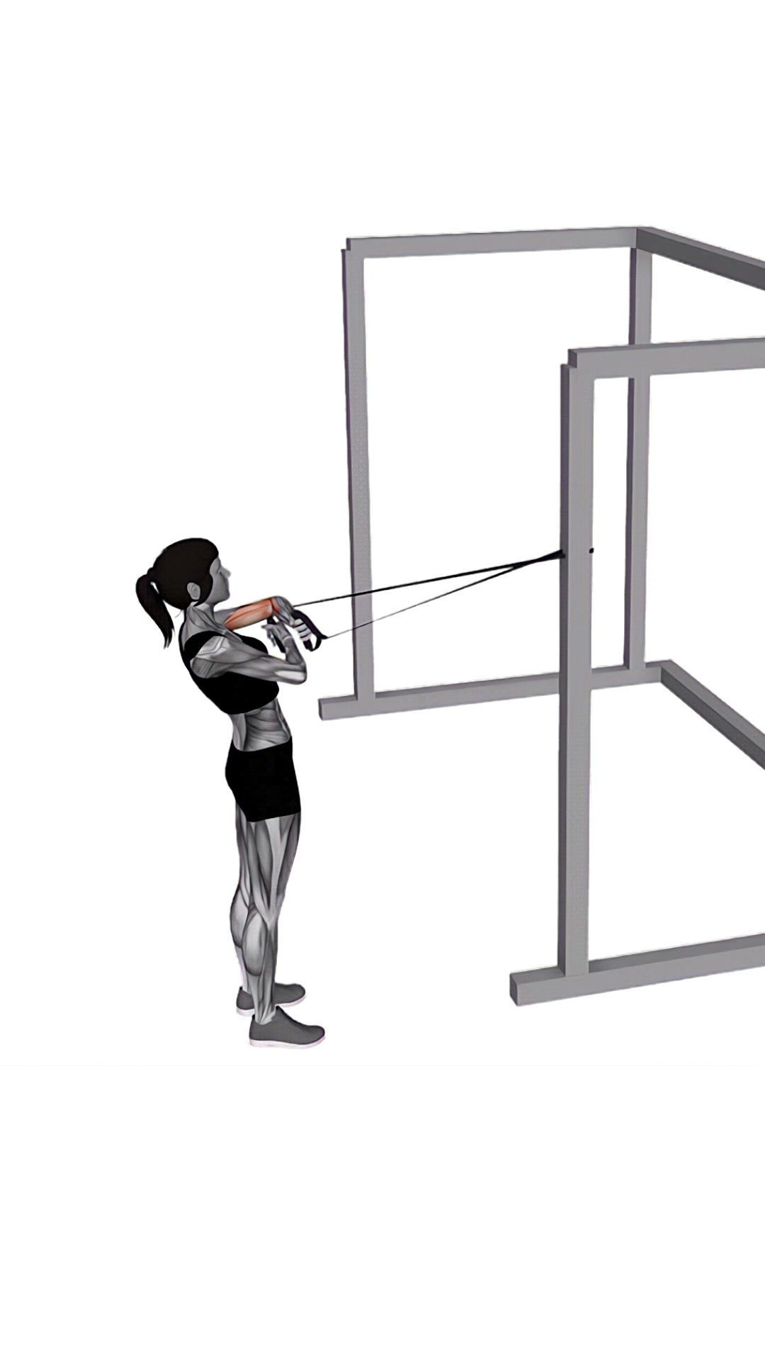 Band Cross Chest Biceps Curl