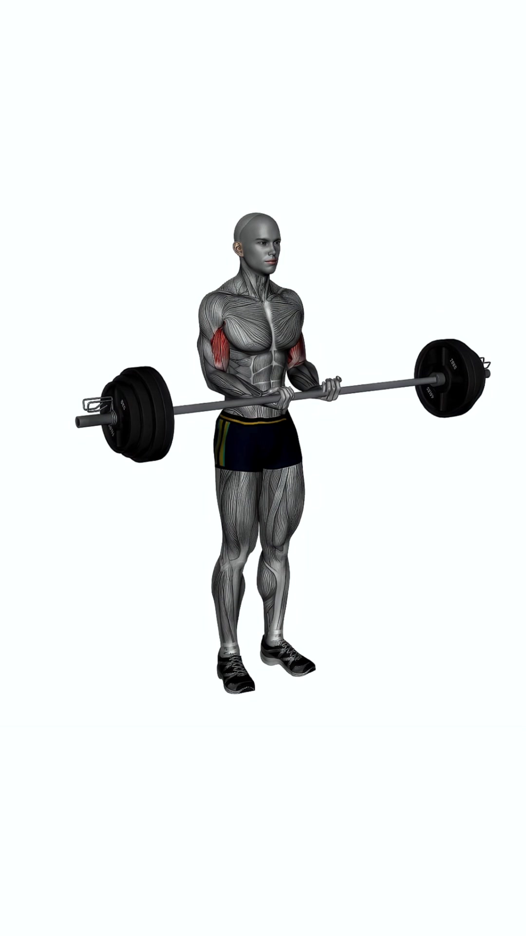 Barbell Bicep Curl Close Grip