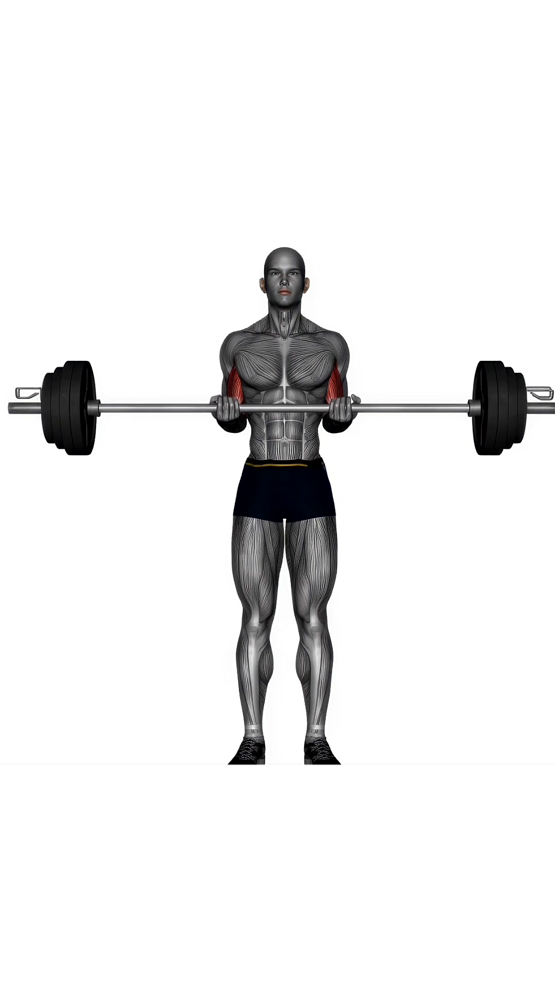 Barbell Bicep Curl Normal Grip
