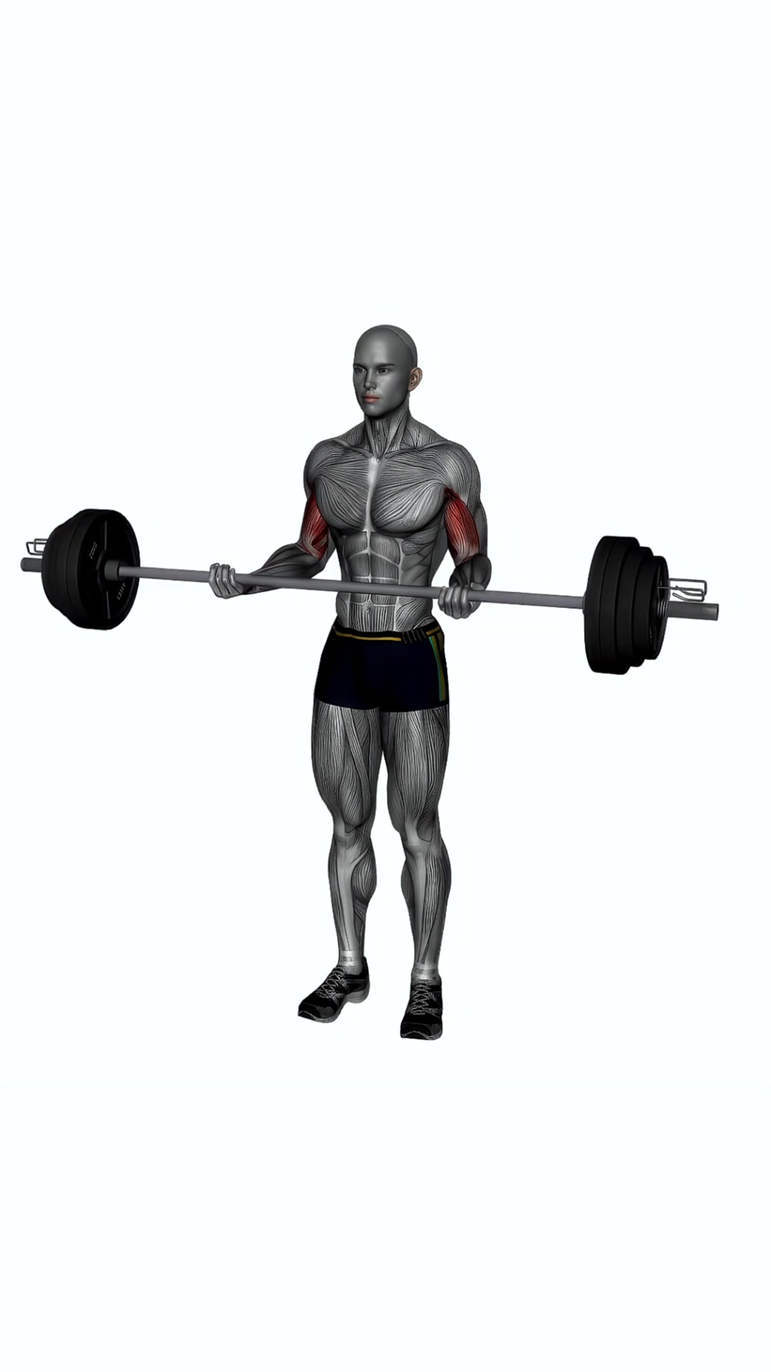 Barbell Bicep Curl Wide Grip