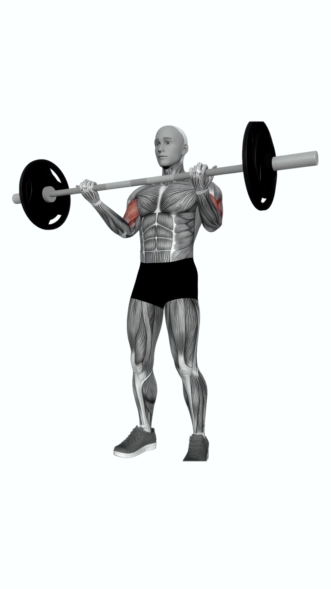 Barbell Biceps Curl