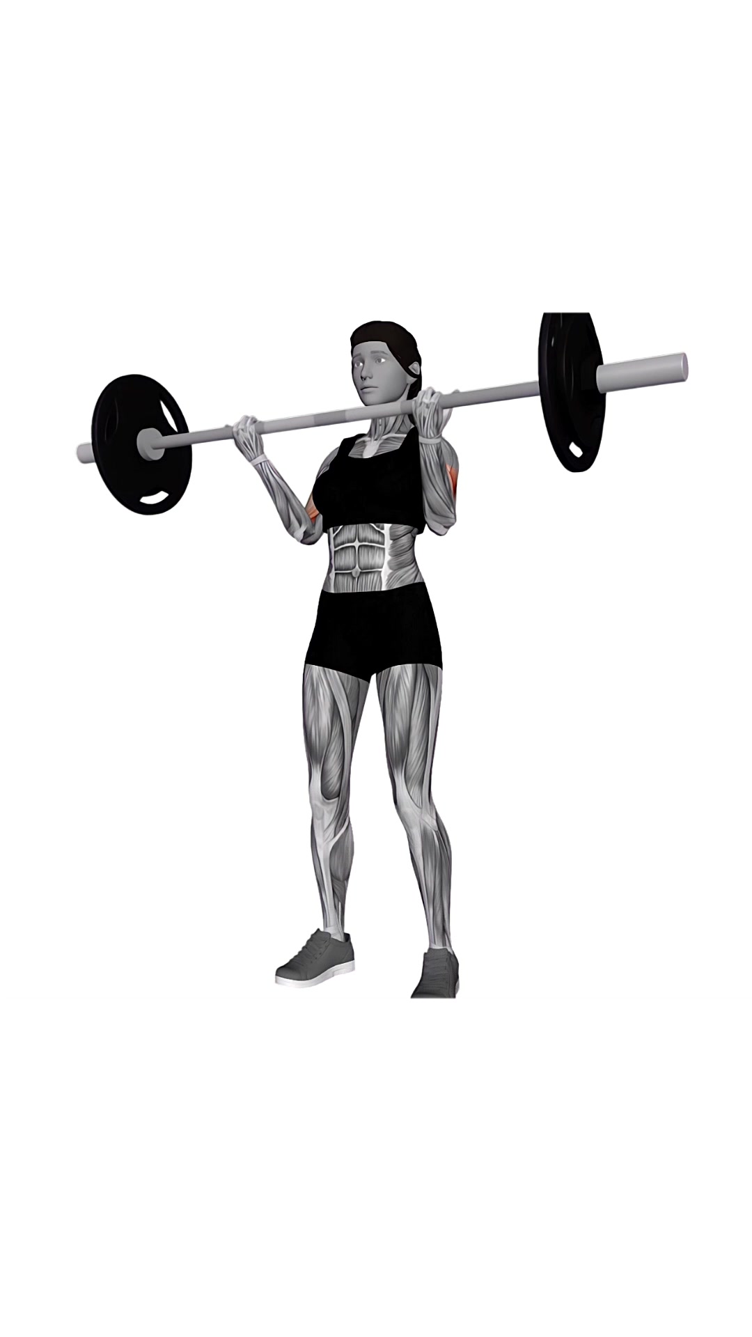 Barbell Curl