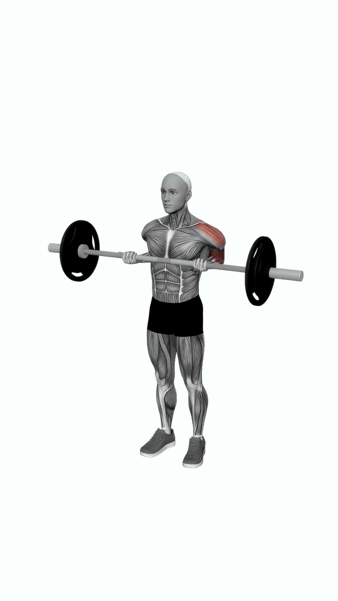 Barbell Drag Biceps Curl