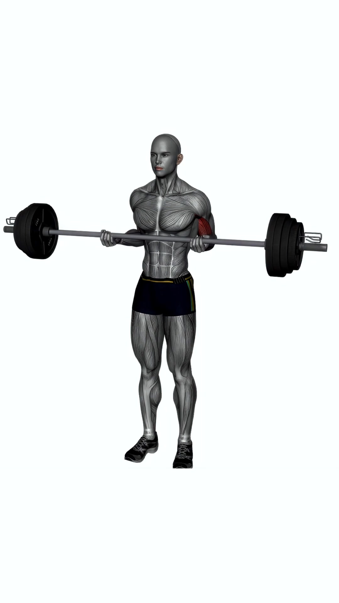 Barbell Drag Curl