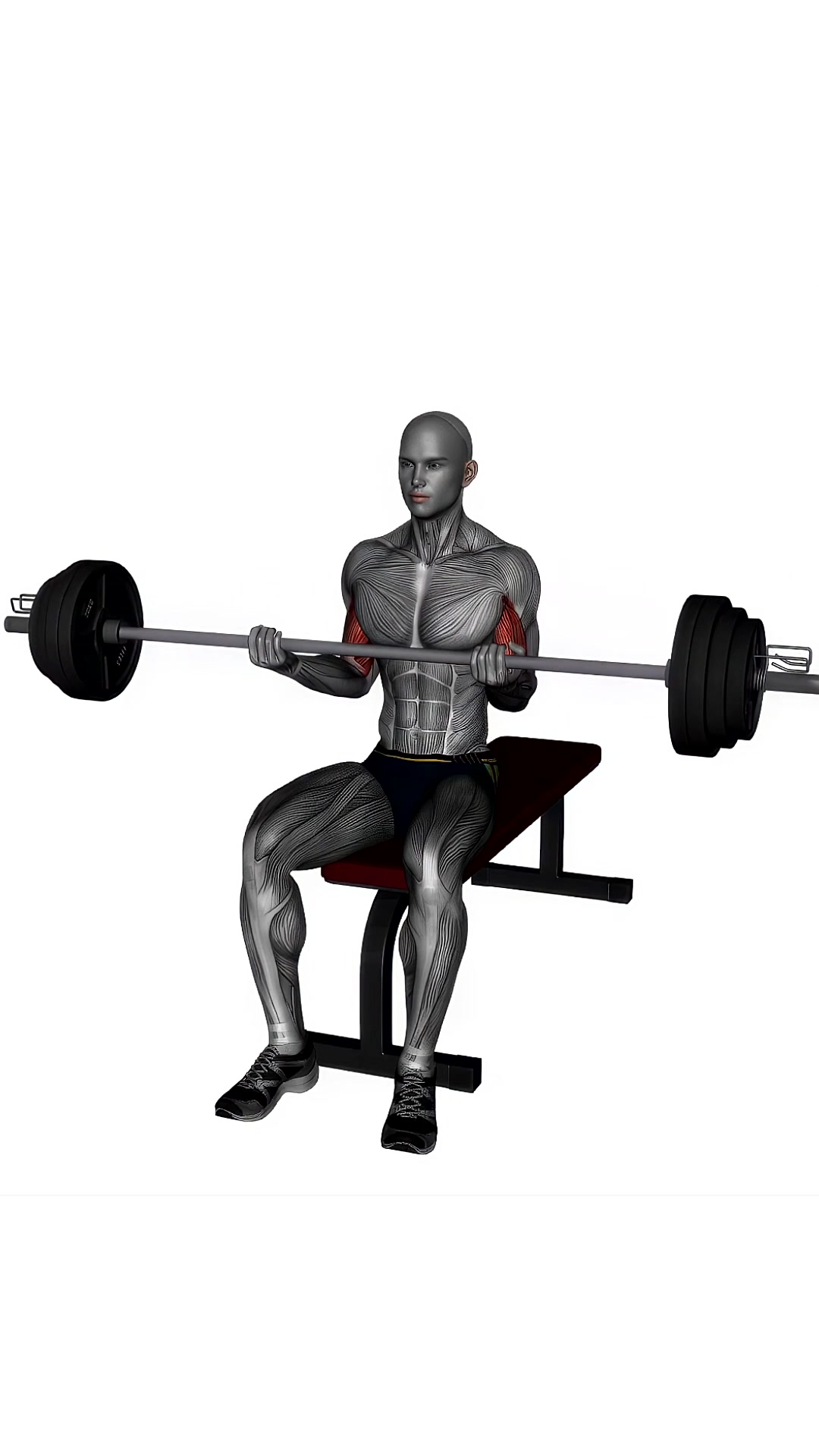 Barbell Lap Curl