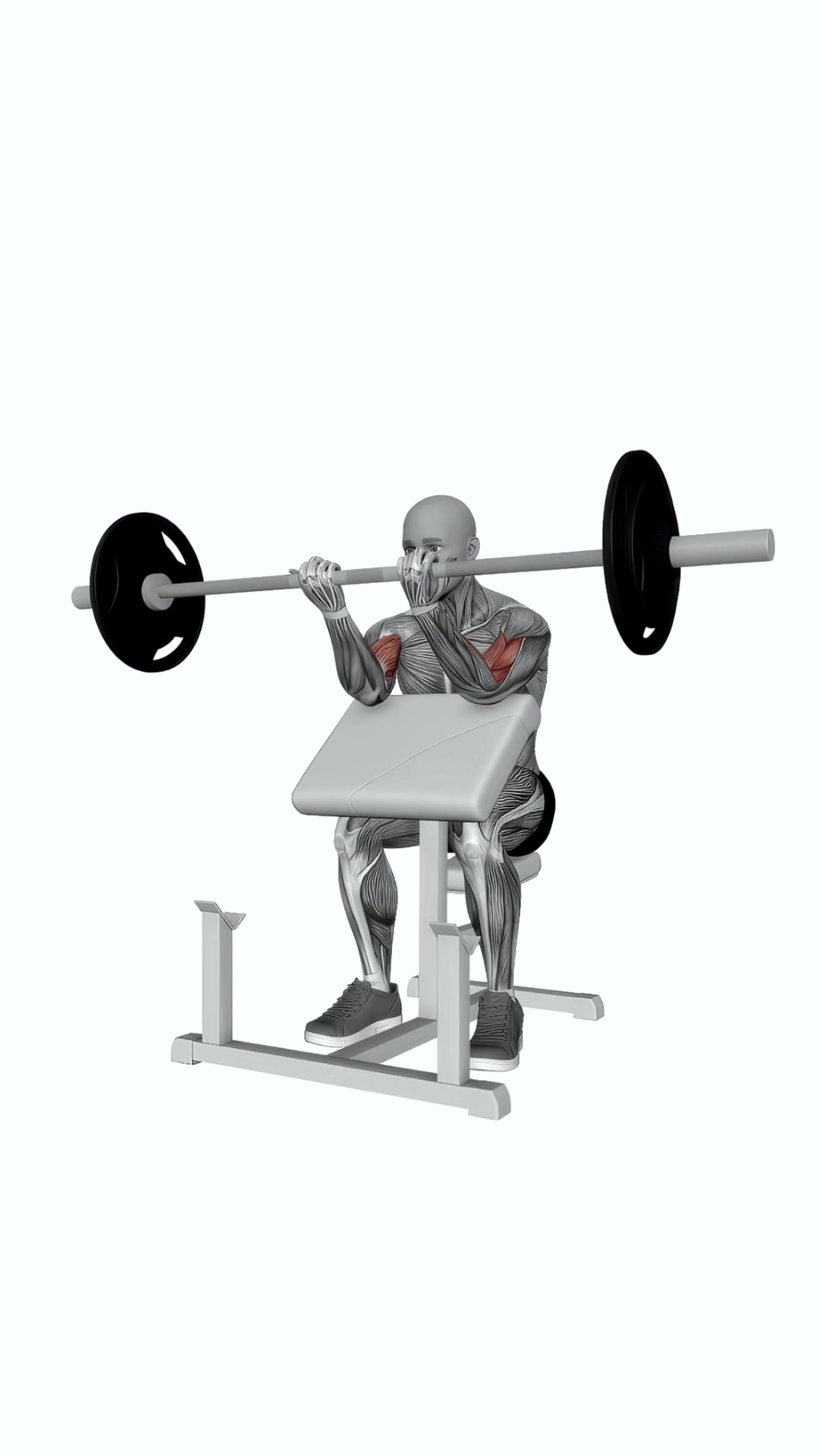 Barbell Preacher Curl