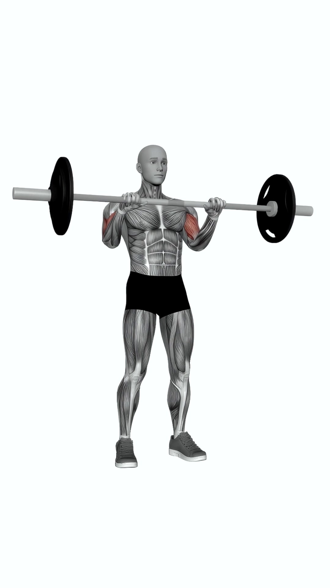 Barbell Reverse Biceps Curl