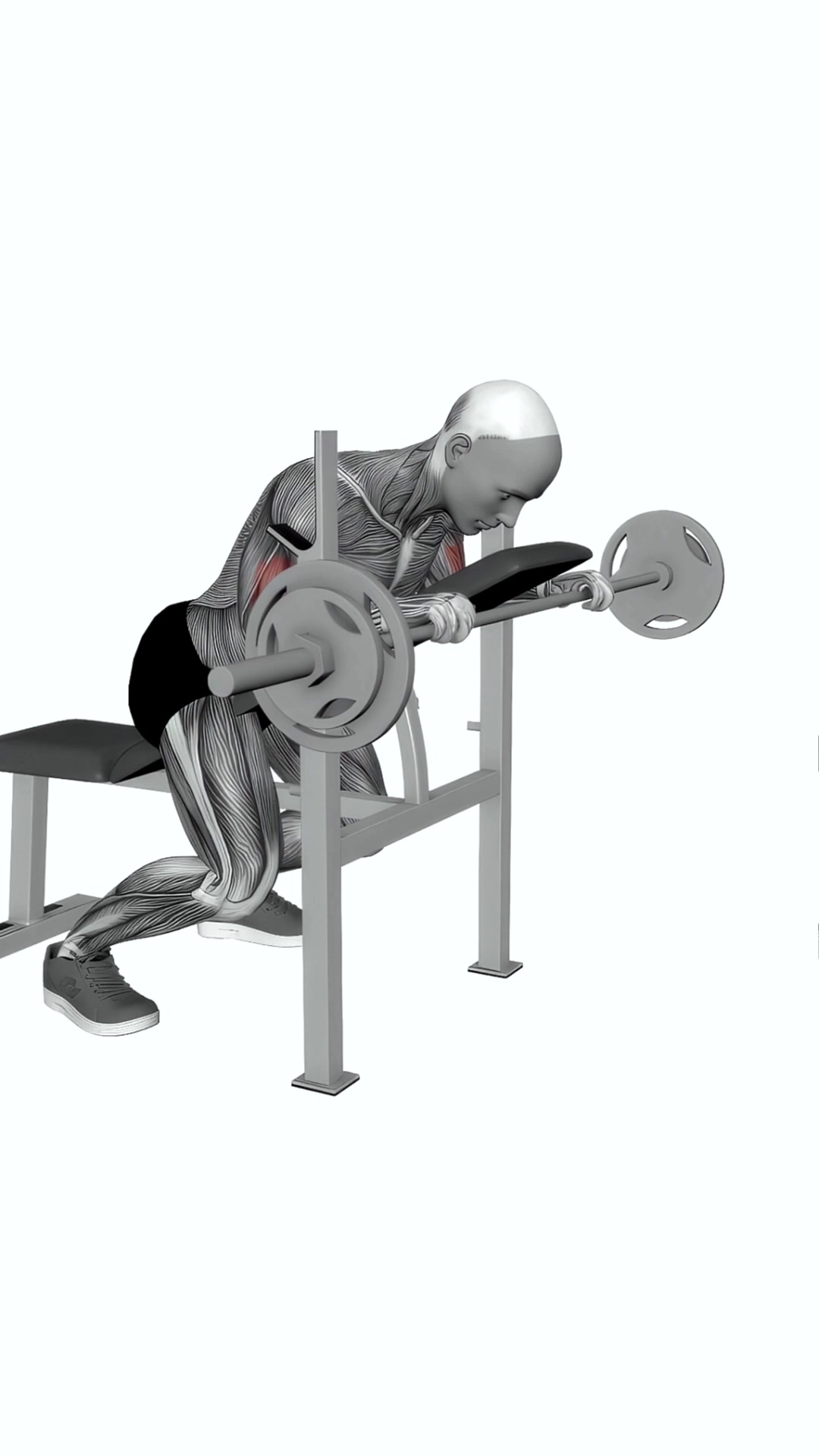 Barbell Reverse Spider Curl