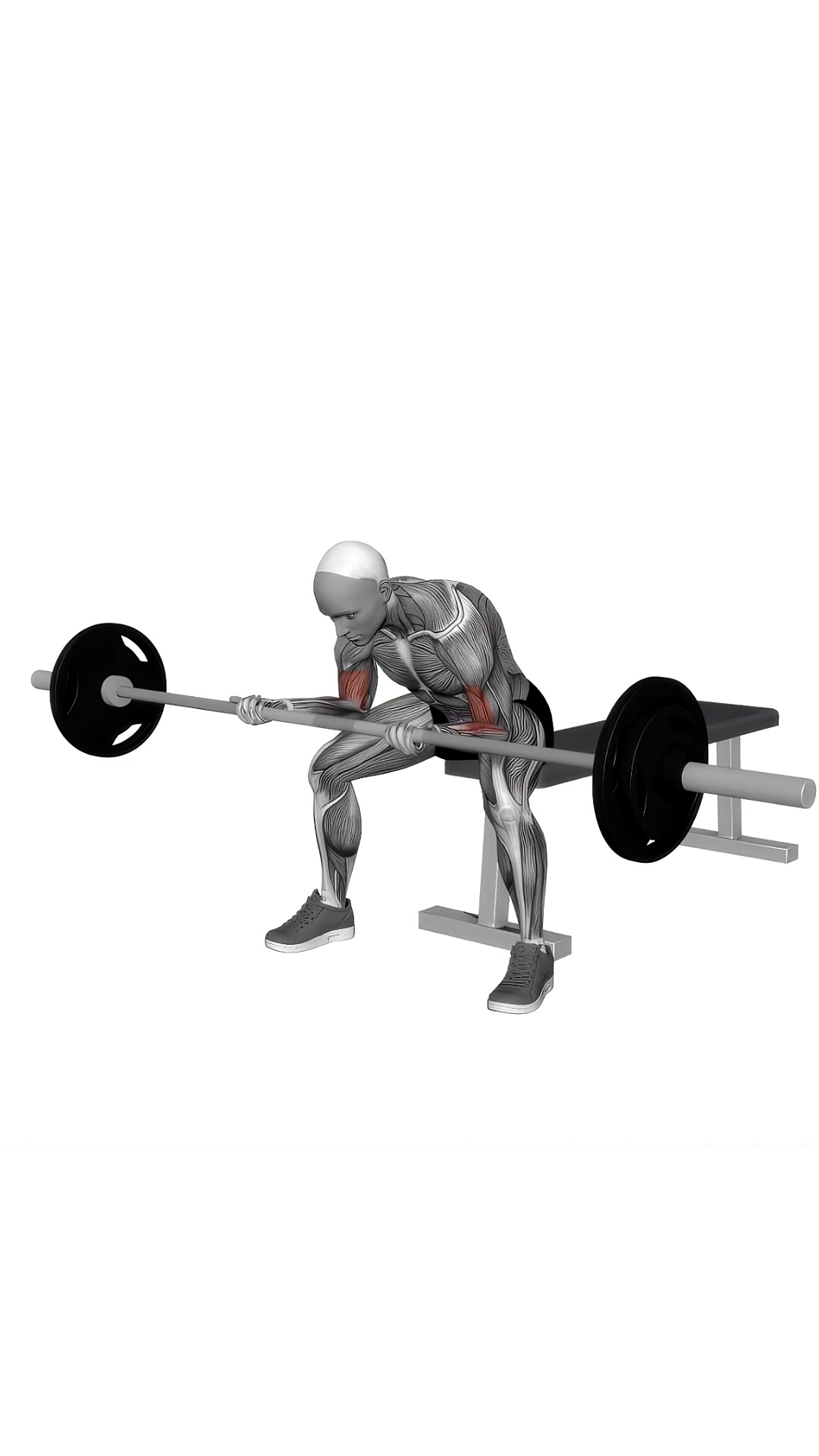 Barbell Seated Concentration Biceps Curl