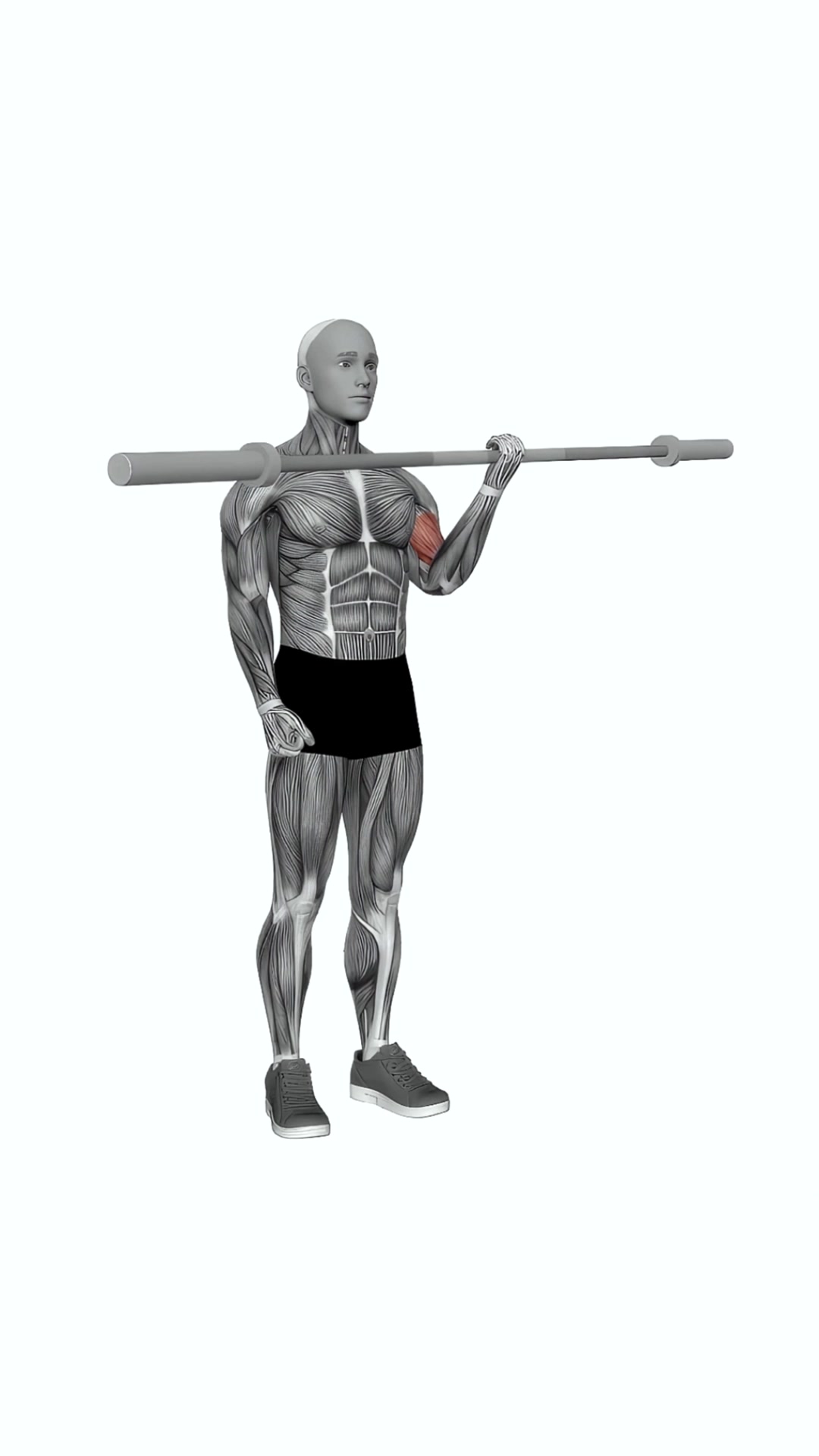 Barbell Single Arm Biceps Curl