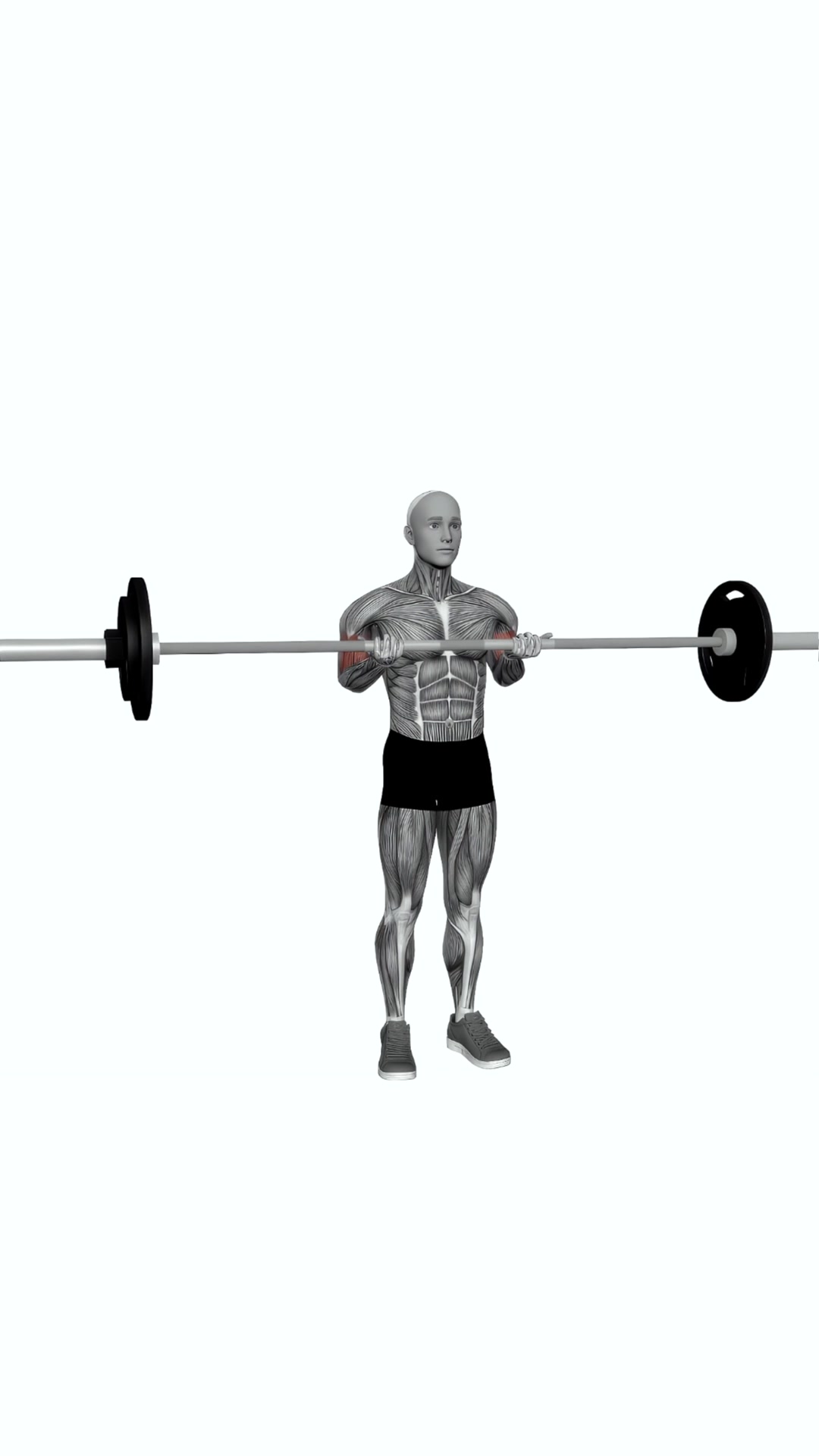 Barbell Standing Close Grip Curl