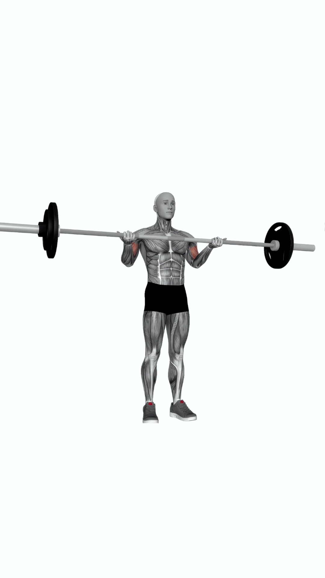 Barbell Standing Wide Grip Biceps Curls
