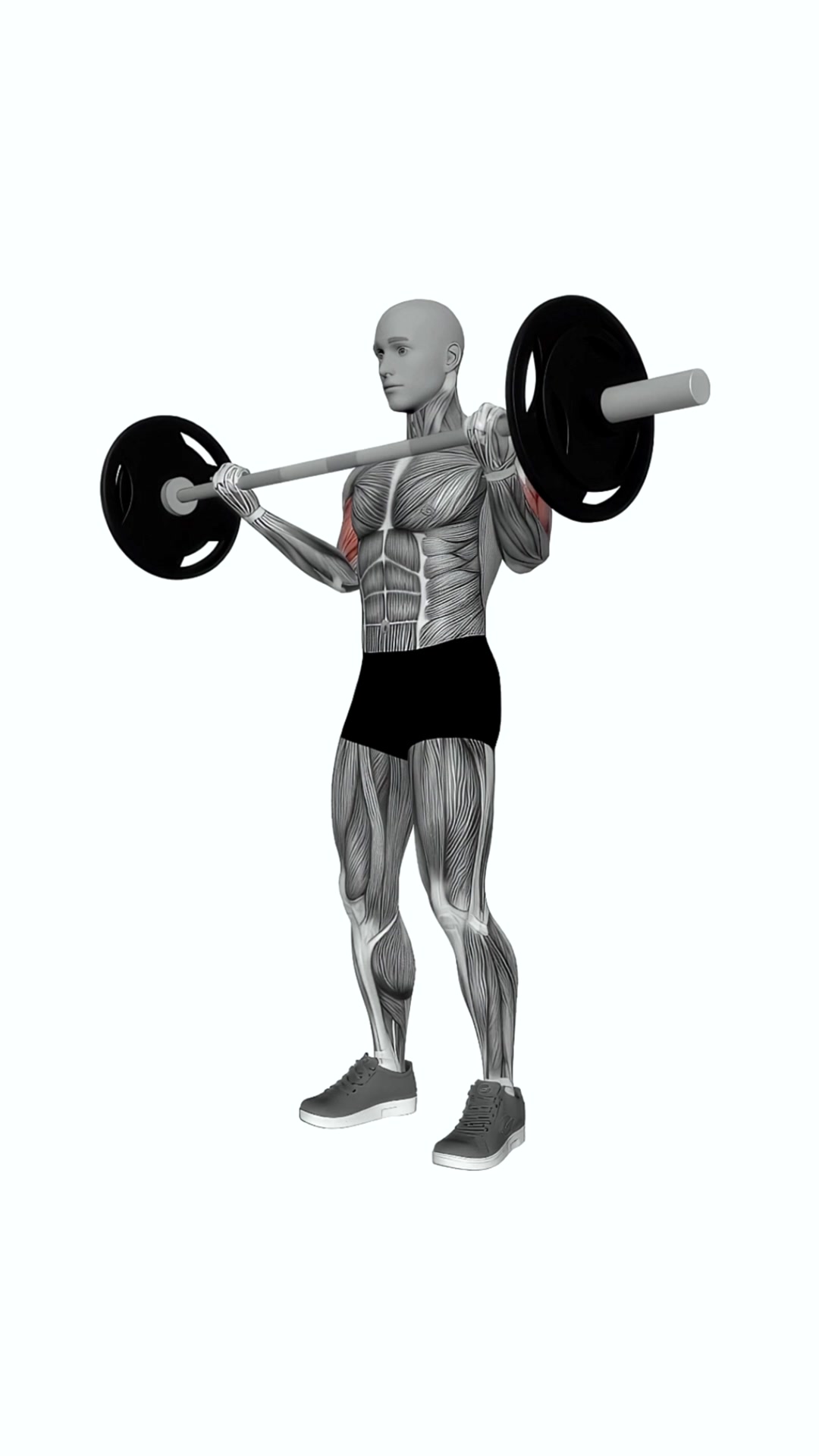 Barbell Wide Grip Biceps Curl