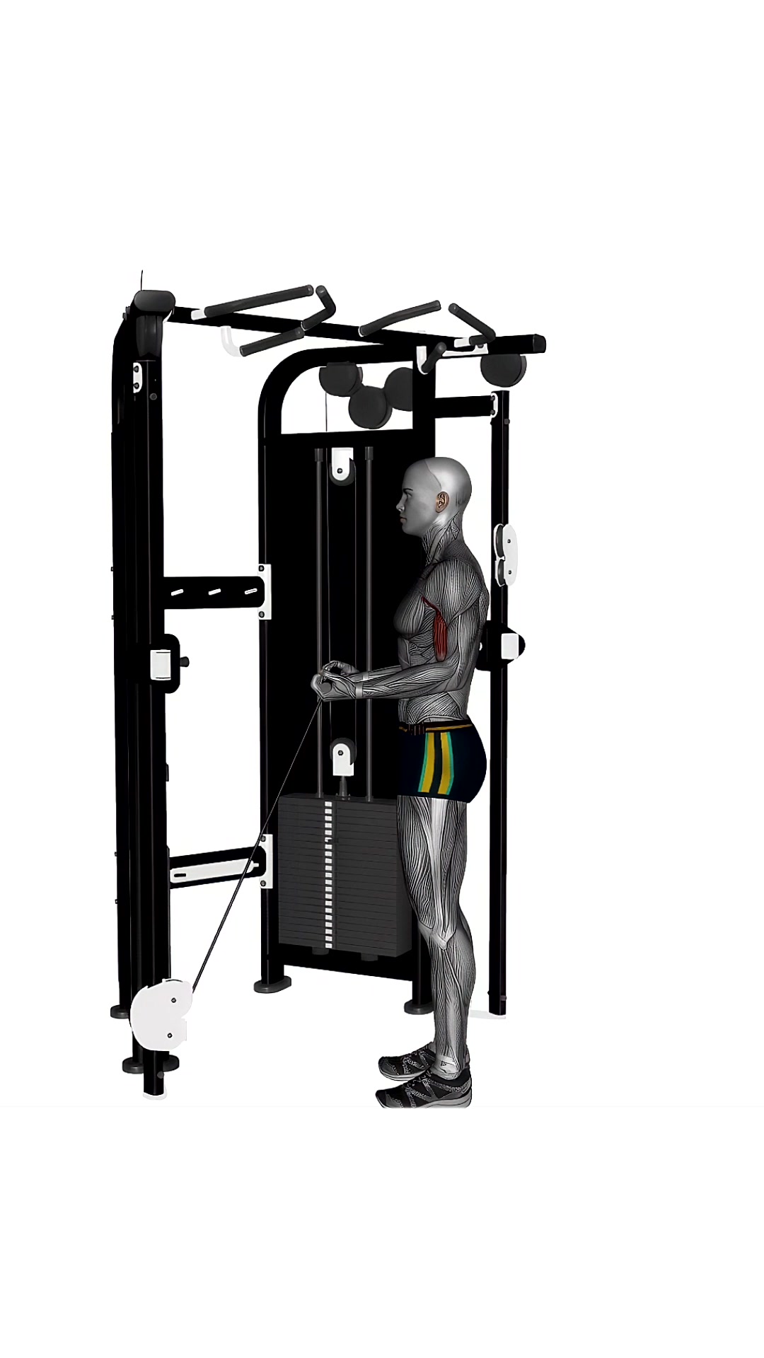 Bicep Curl Low Cable Machine Normal Grip