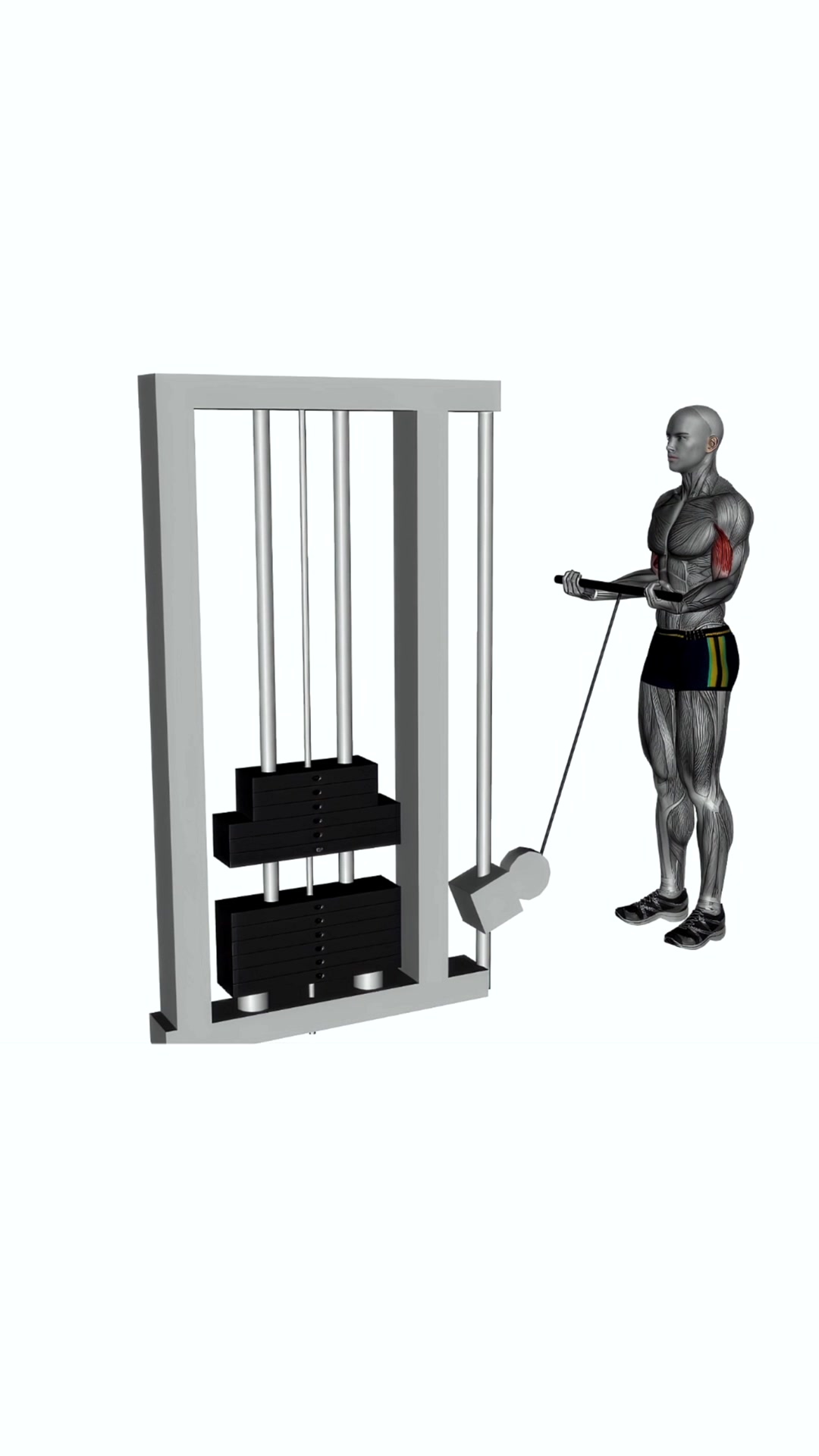 Biceps Curl Cable Wide Grip