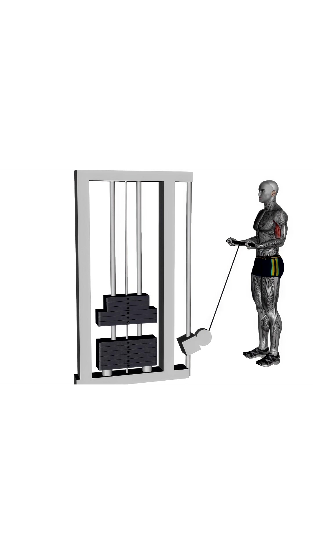 Biceps Curl Cable