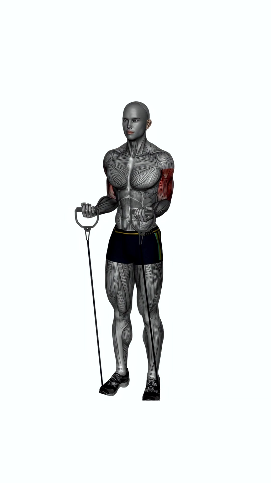 Biceps Curl Resistance Band