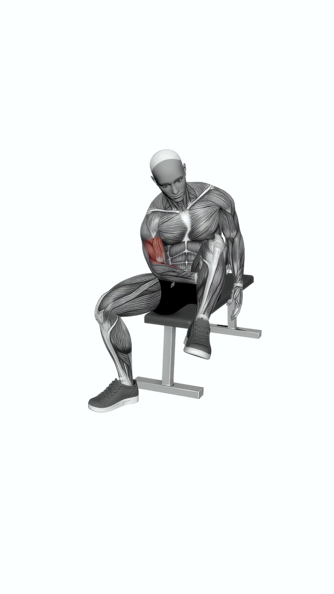 Biceps Leg Concentration Curl