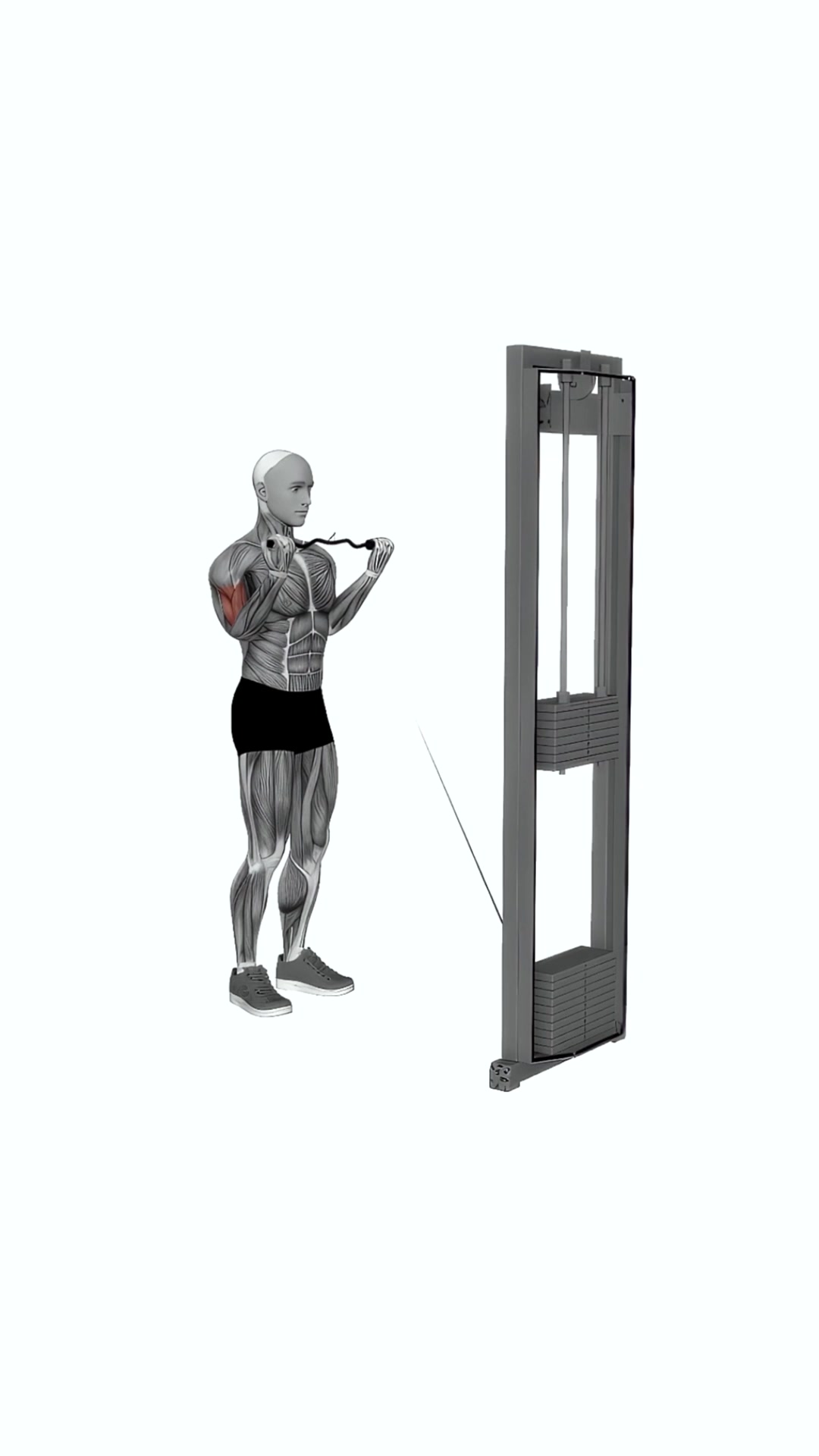 Cable Biceps Curl (ez-bar)