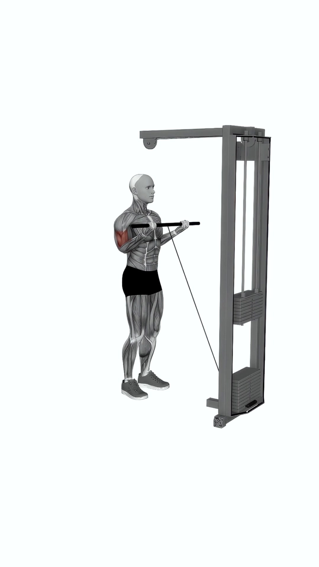 Cable Close Grip Curl