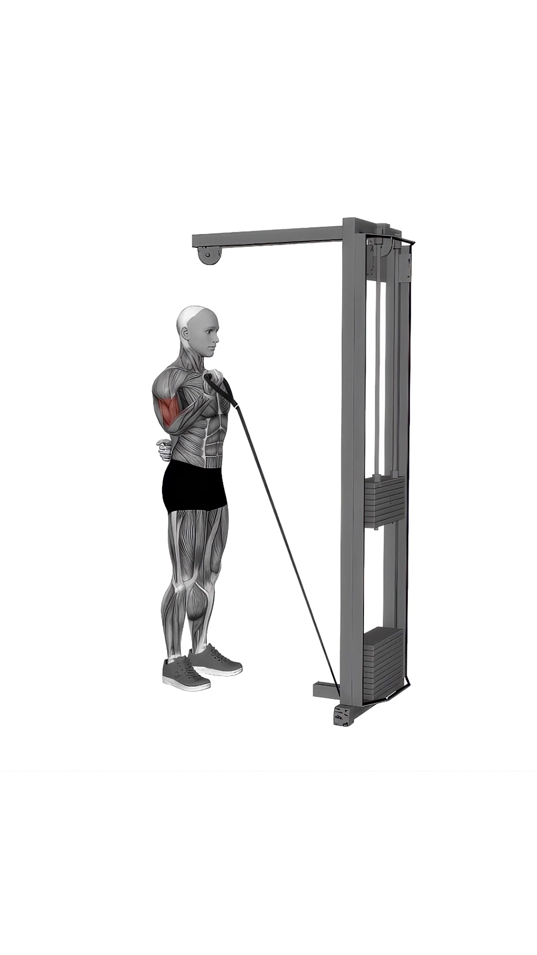 Cable One Arm Curl