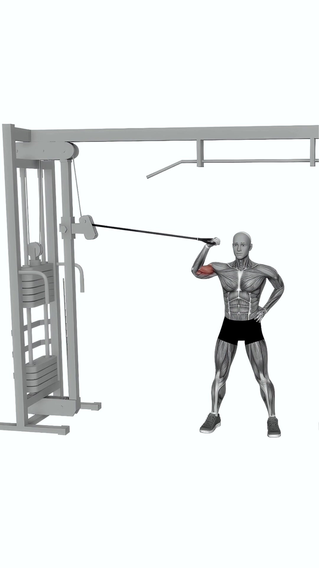 Cable One Arm Inner Biceps Curl