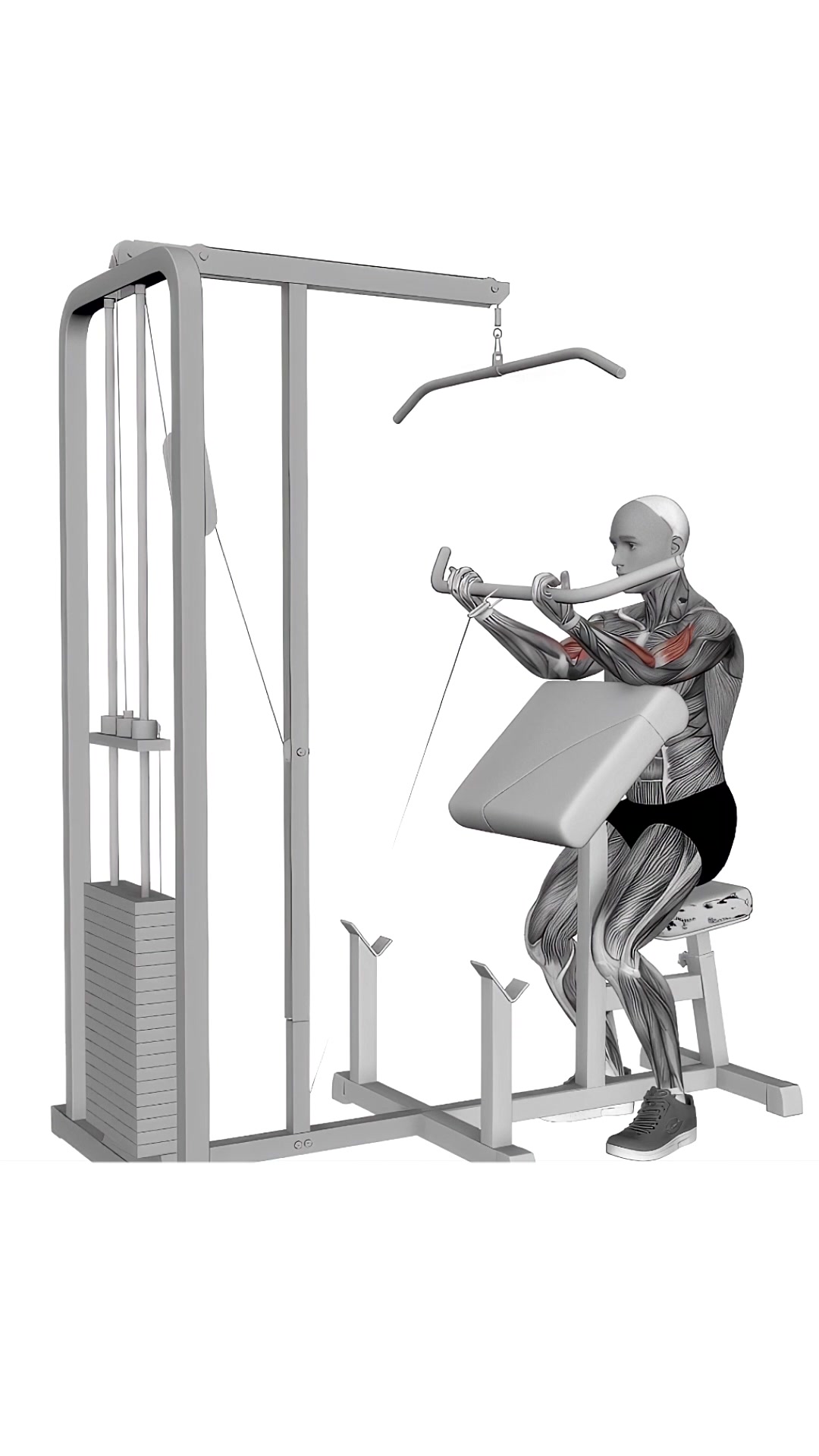 Cable Preacher Curl