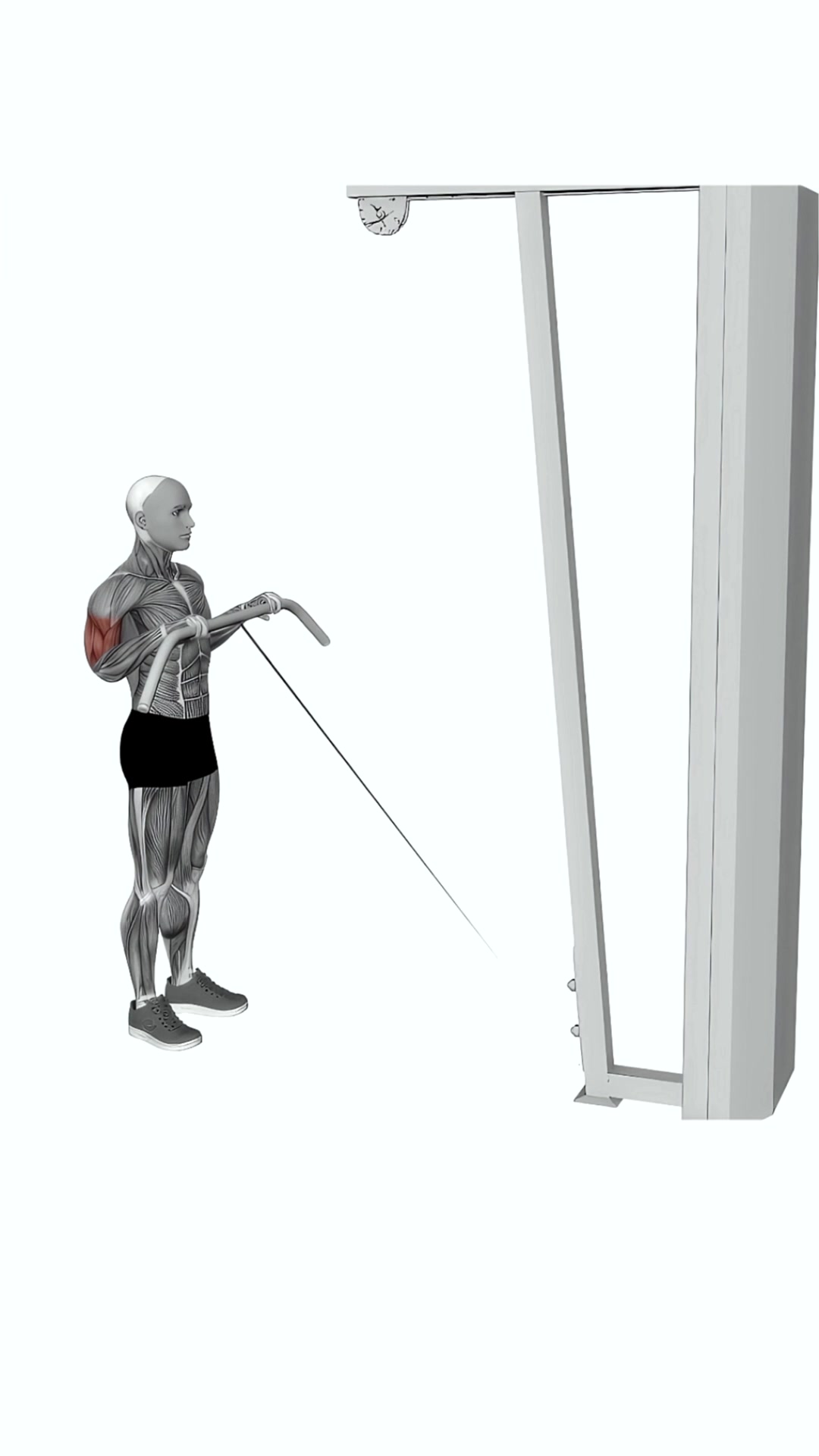 Cable Reverse Curl