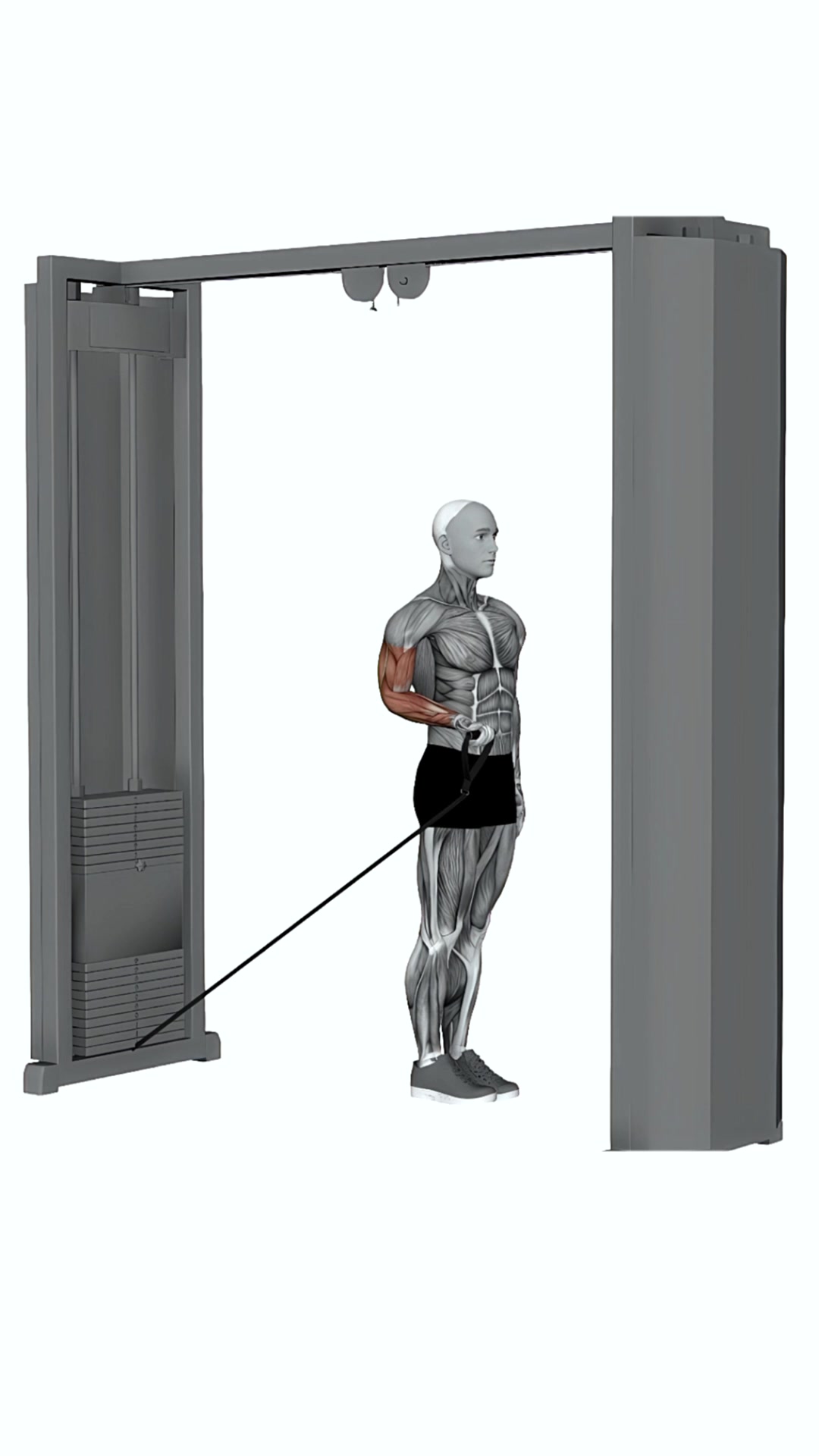 Cable Twisting Biceps Curl