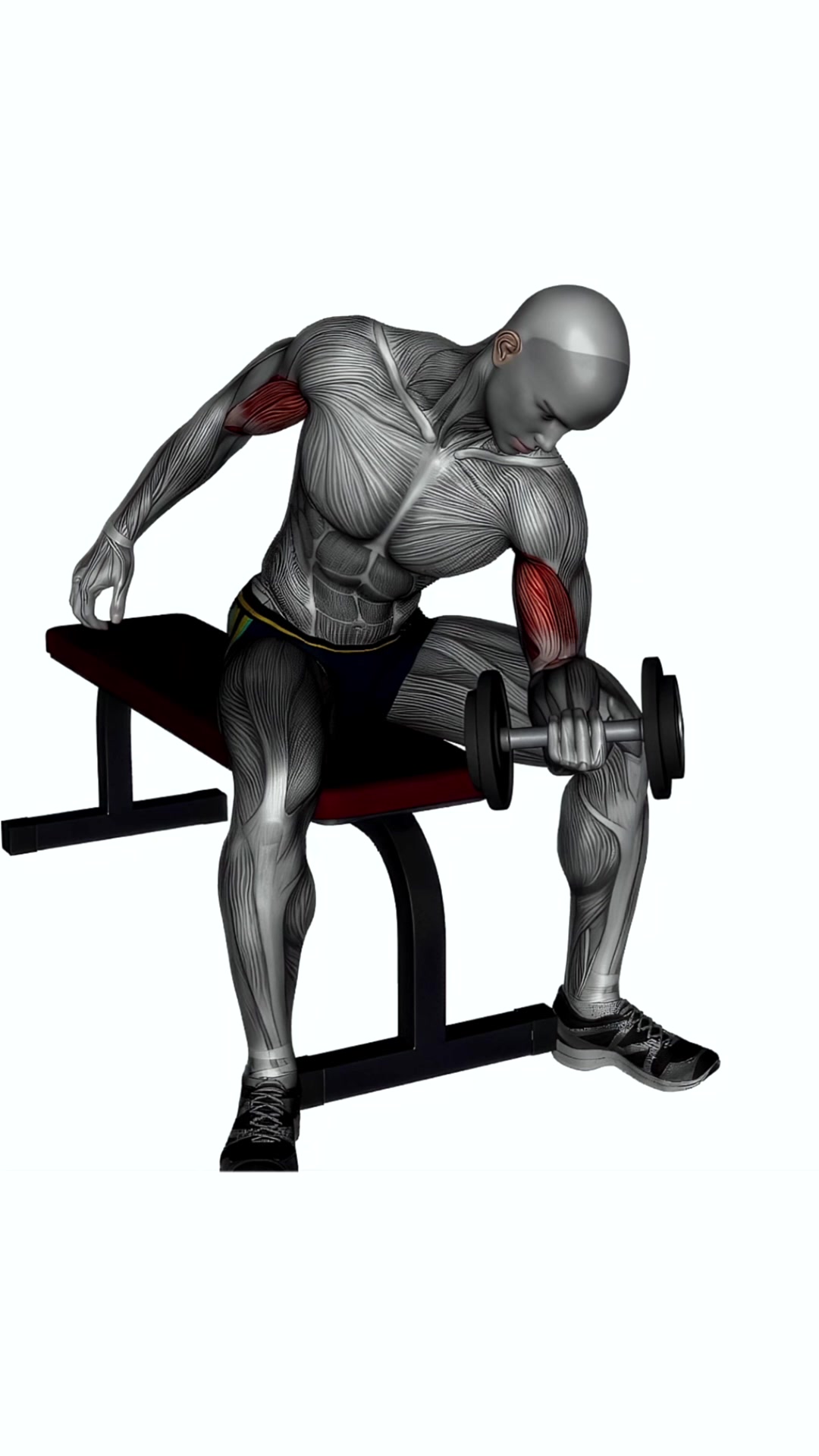 Concentration Curls Dumbbell