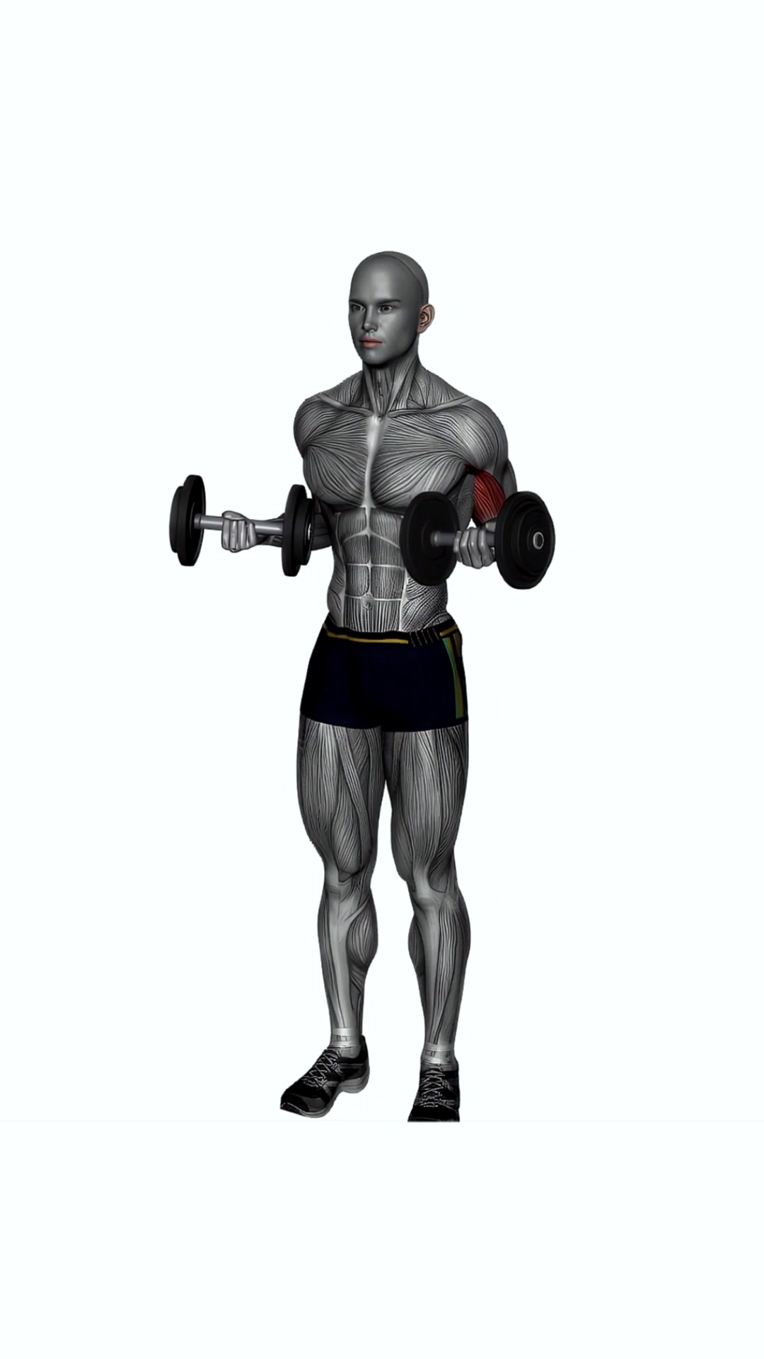 Drag Curl Dumbbell