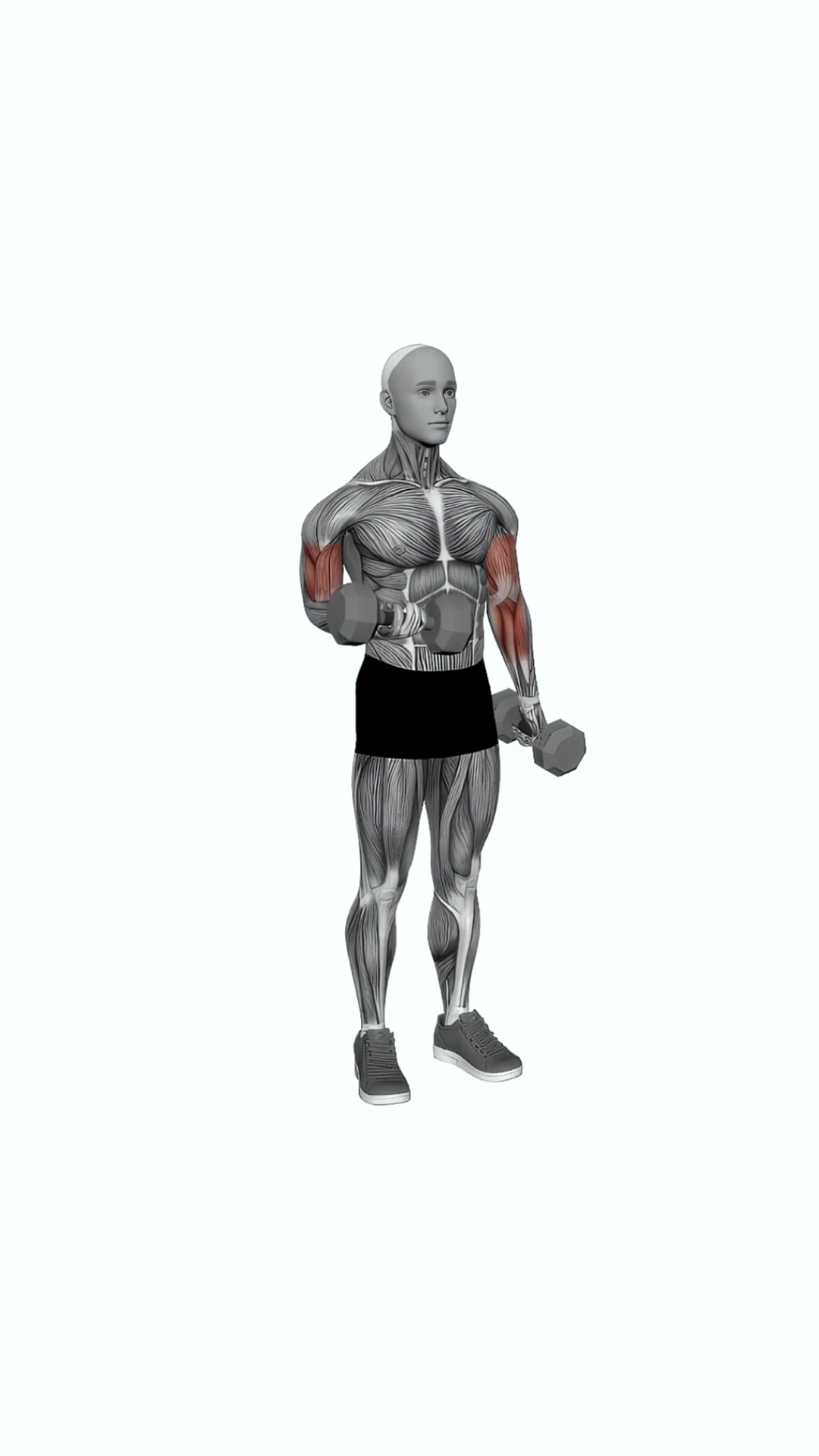 Dumbbell Alternate Biceps Curl