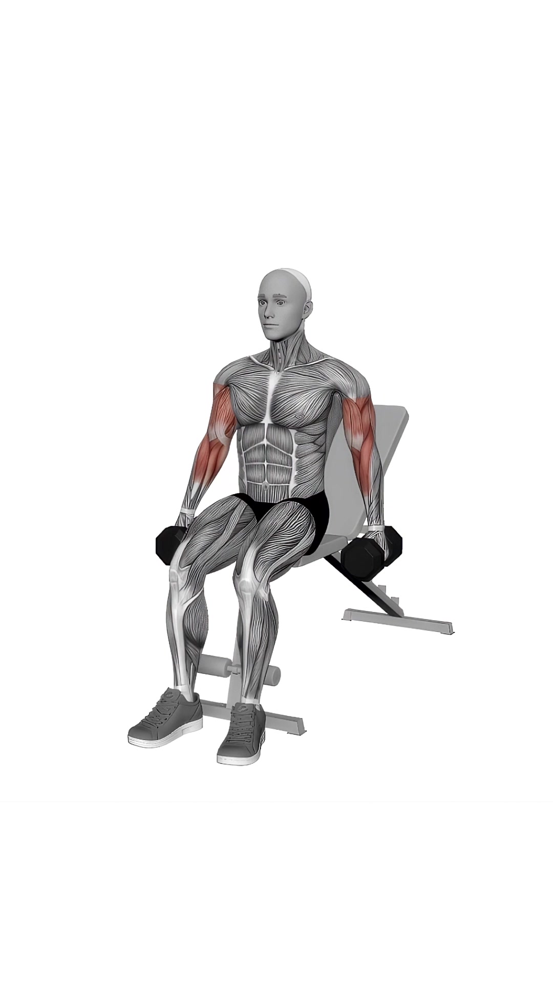 Dumbbell Alternate Seated Hammer Curl