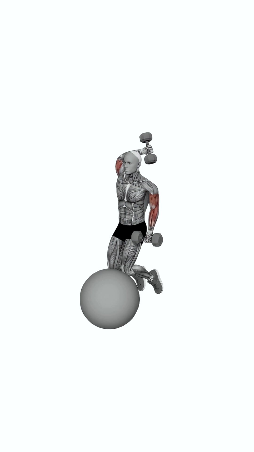 Dumbbell Biceps Curl With Overhead Extension On Stability Ball