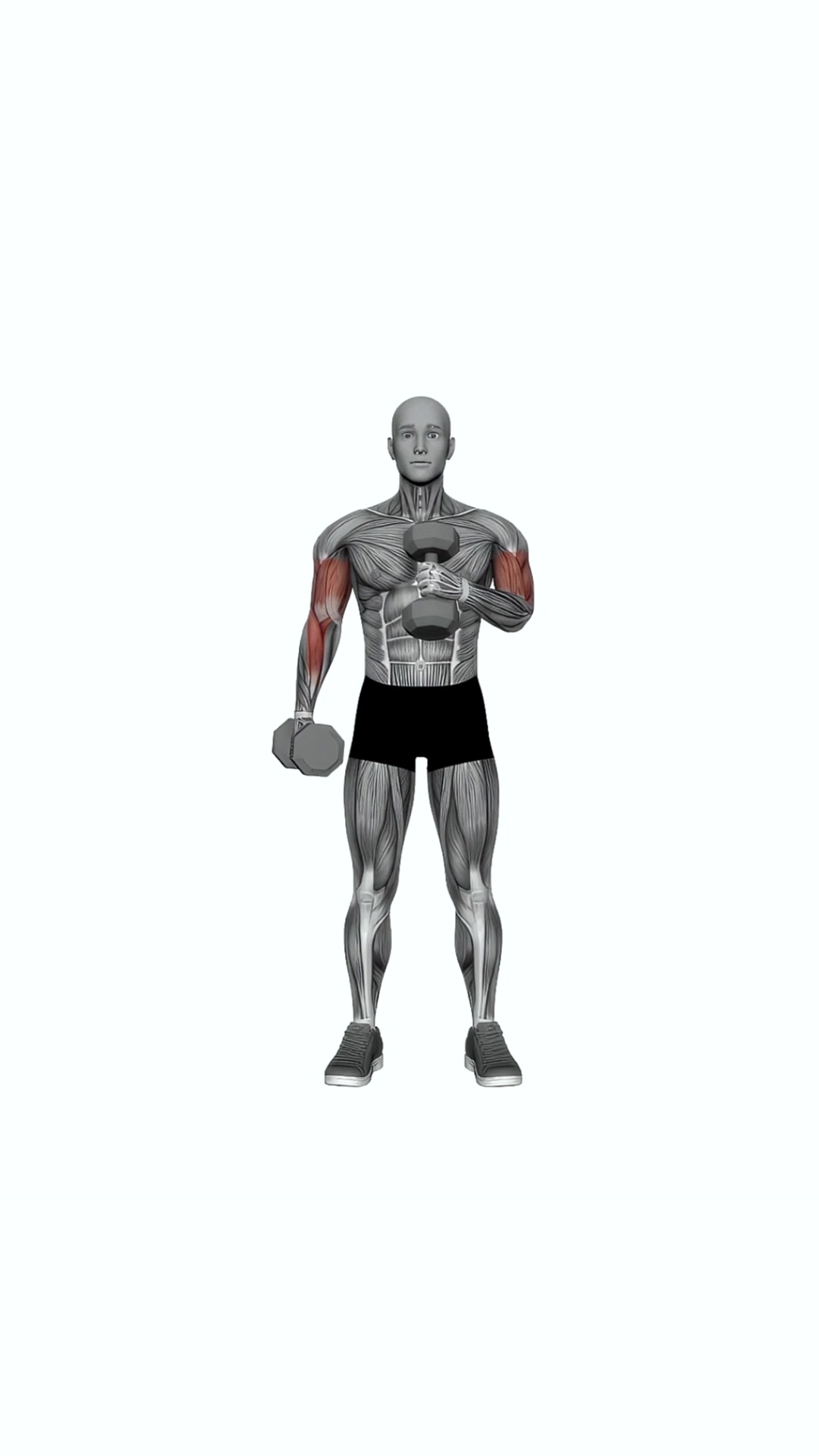 Dumbbell Cross Body Hammer Curl (version 2)