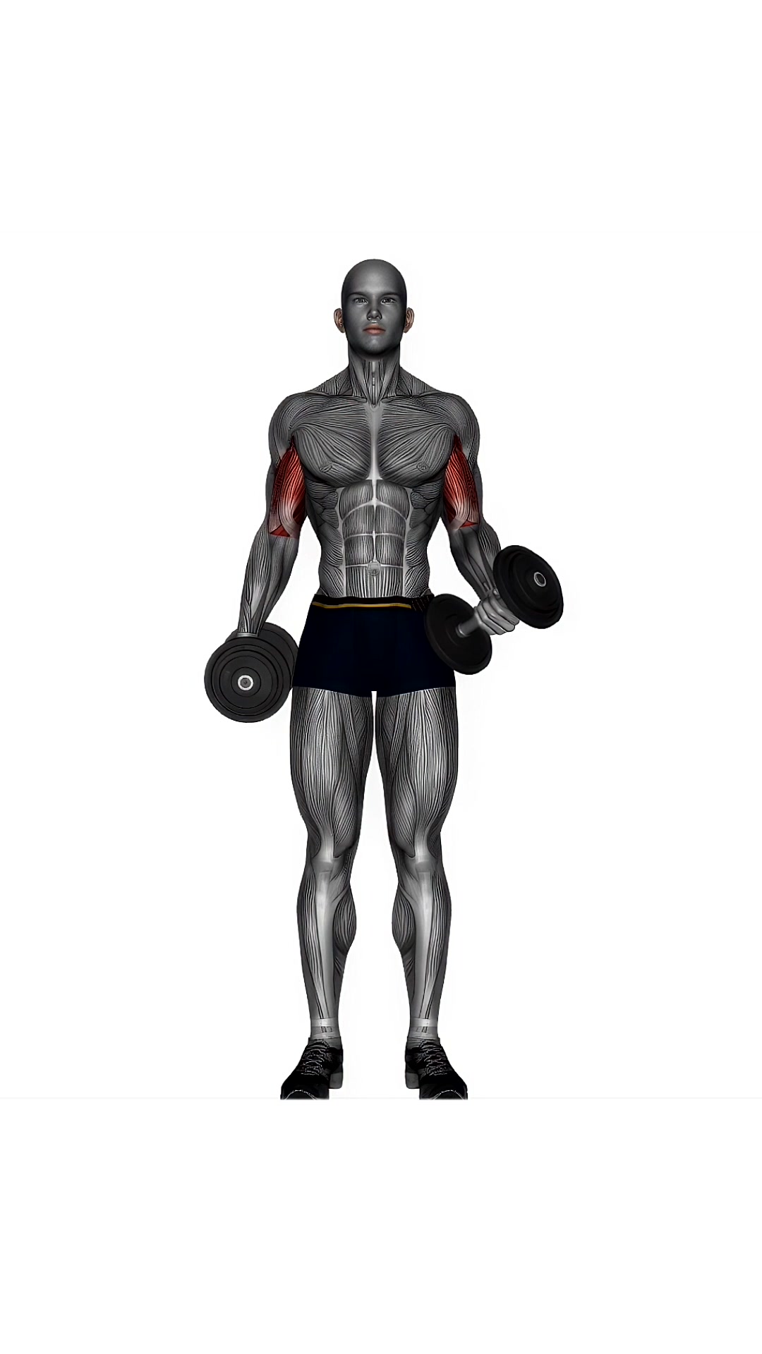 Dumbbell Curls Alternating