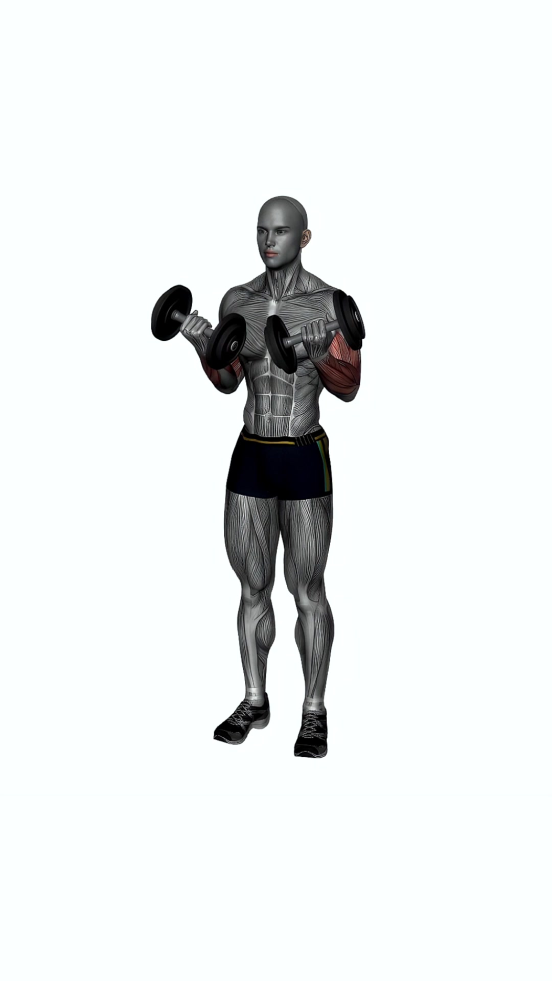 Dumbbell Curls