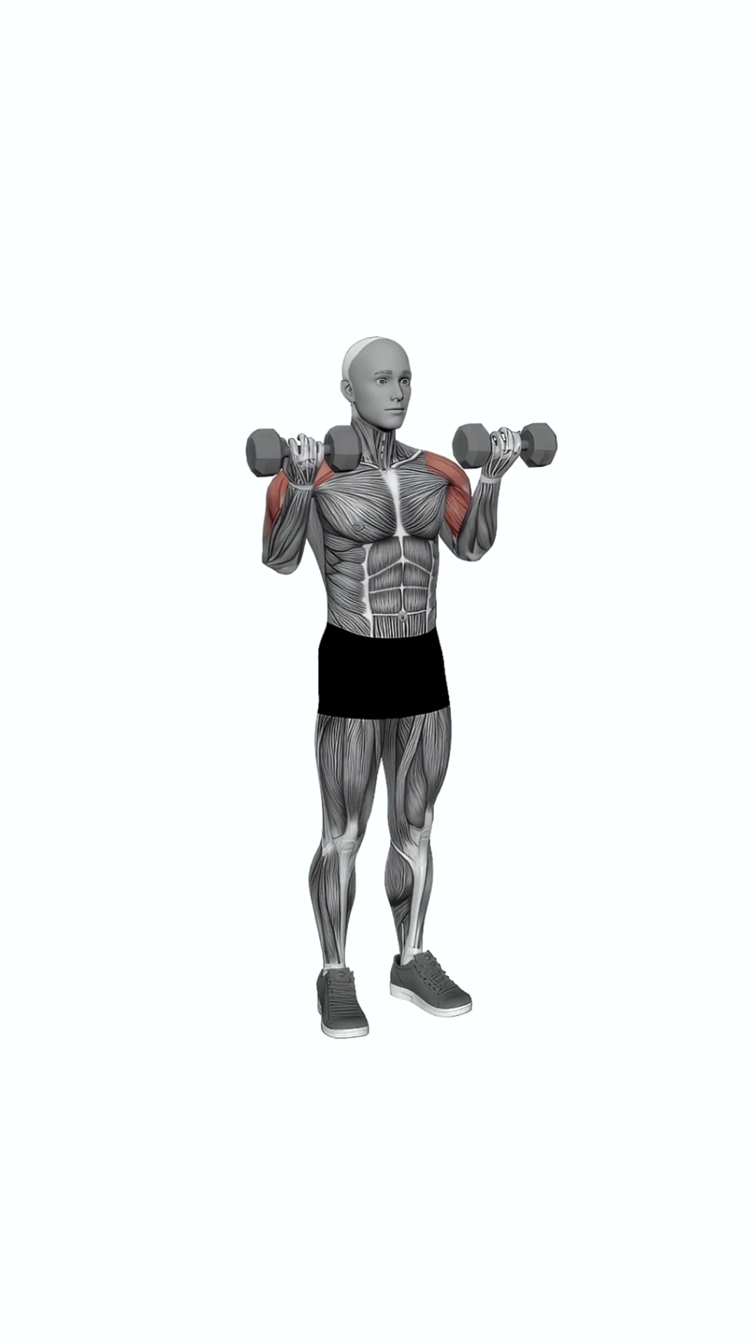 Dumbbell Drag Over Shoulder Bicep Curl