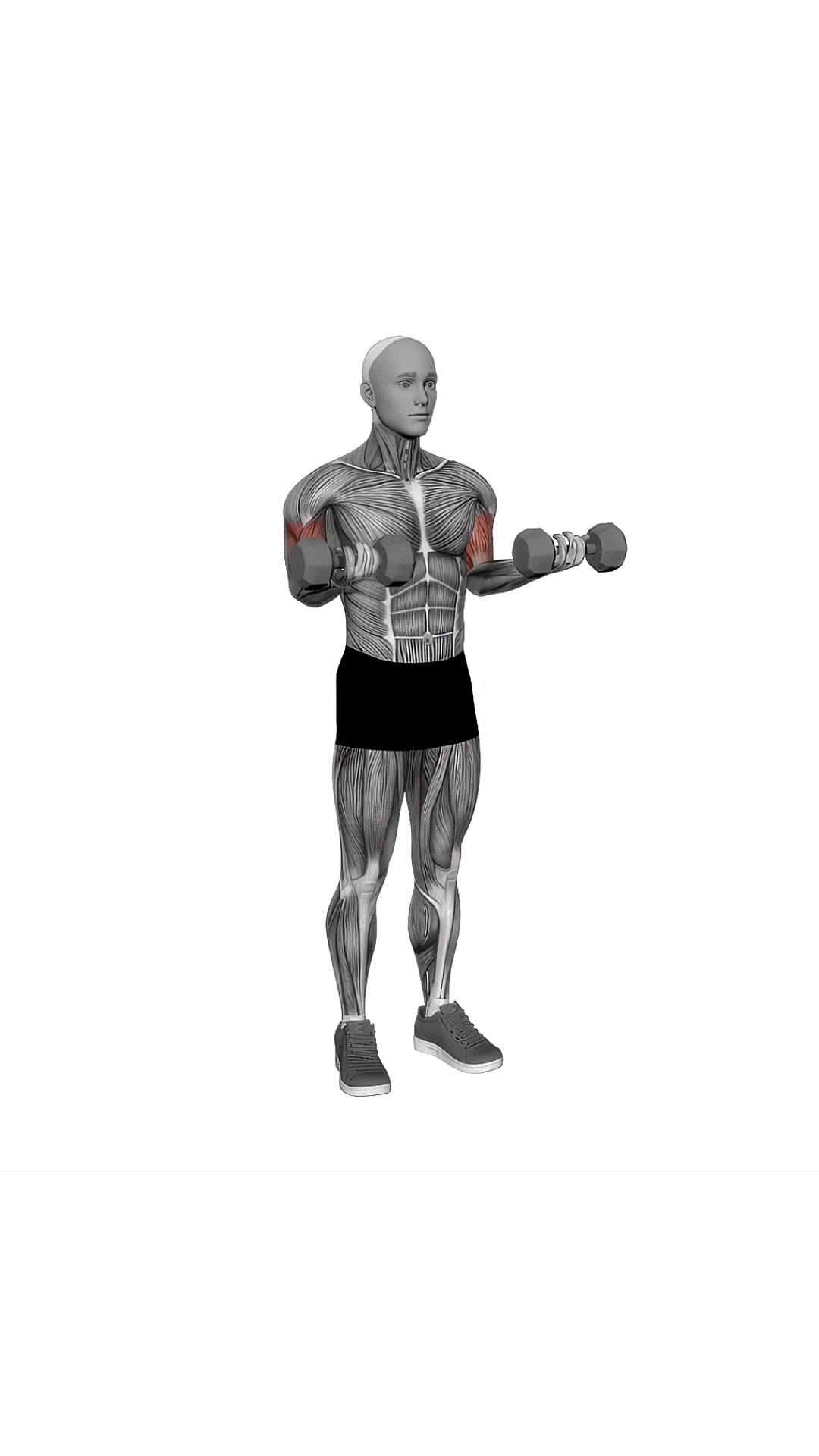 Dumbbell Half Biceps Curl For 21s