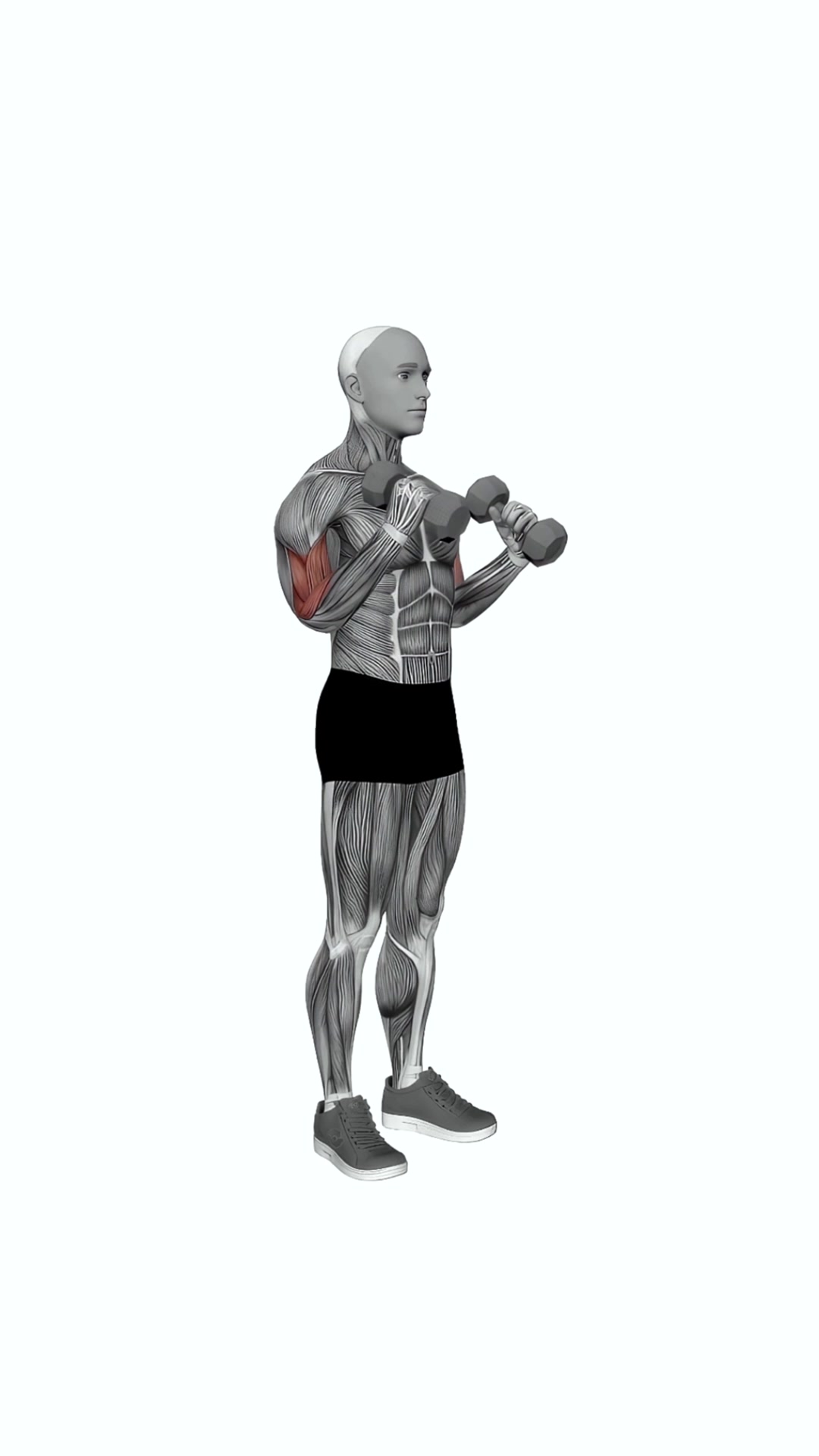 Dumbbell Hammer Curl Simultaneous Arms