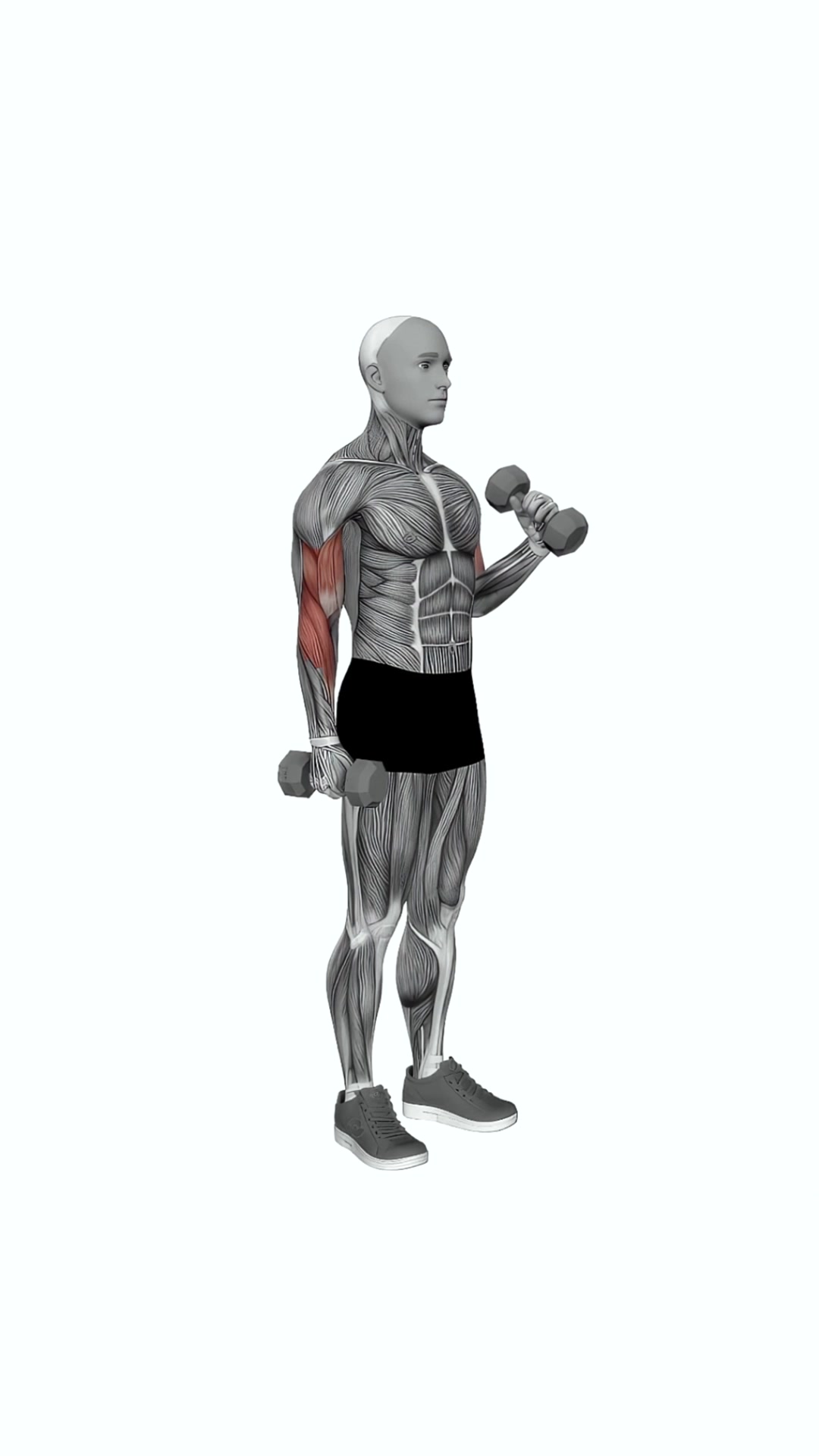 Dumbbell Hammer Curl