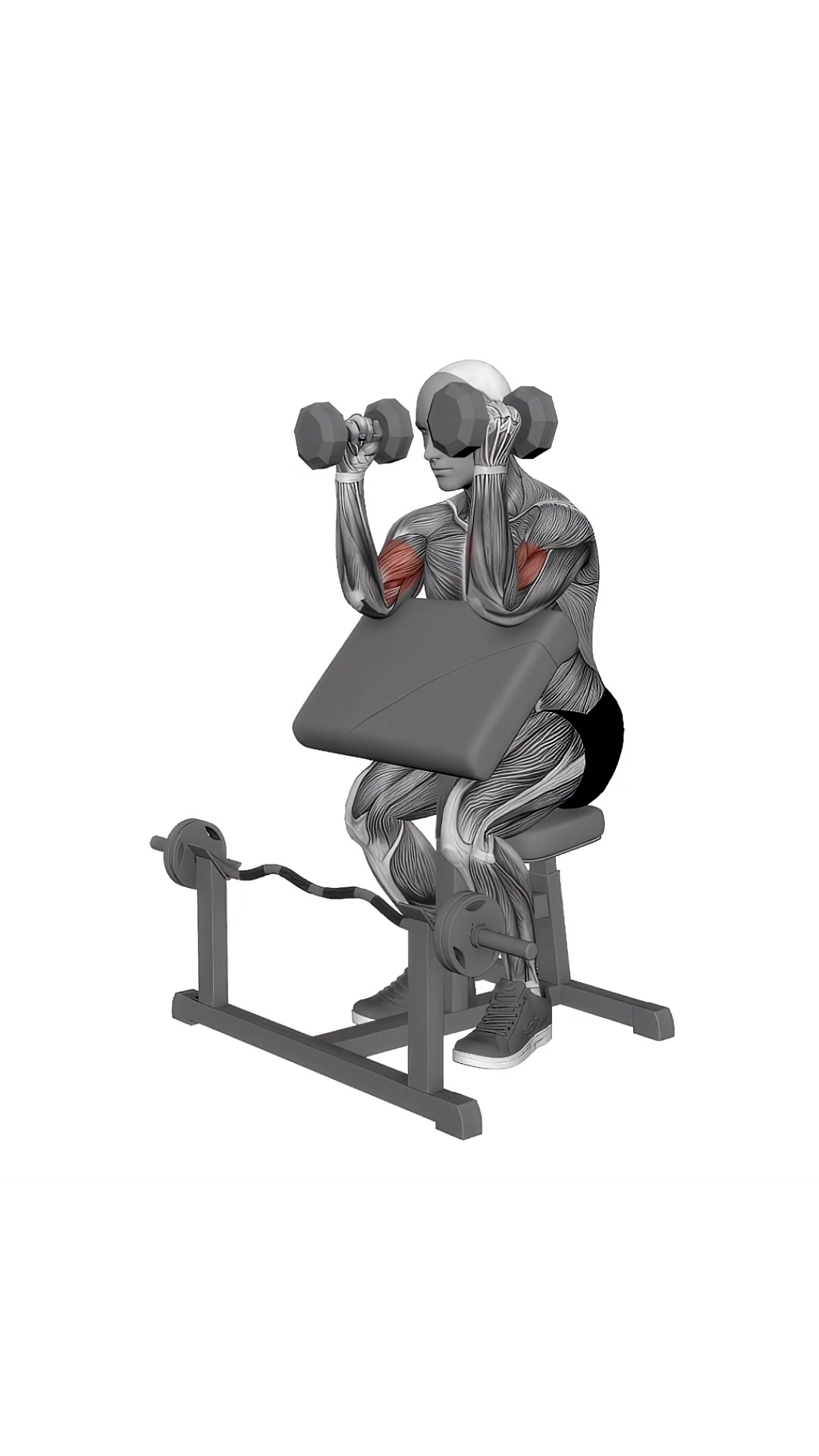 Dumbbell Hammer Preacher Curl Simultaneous Arms