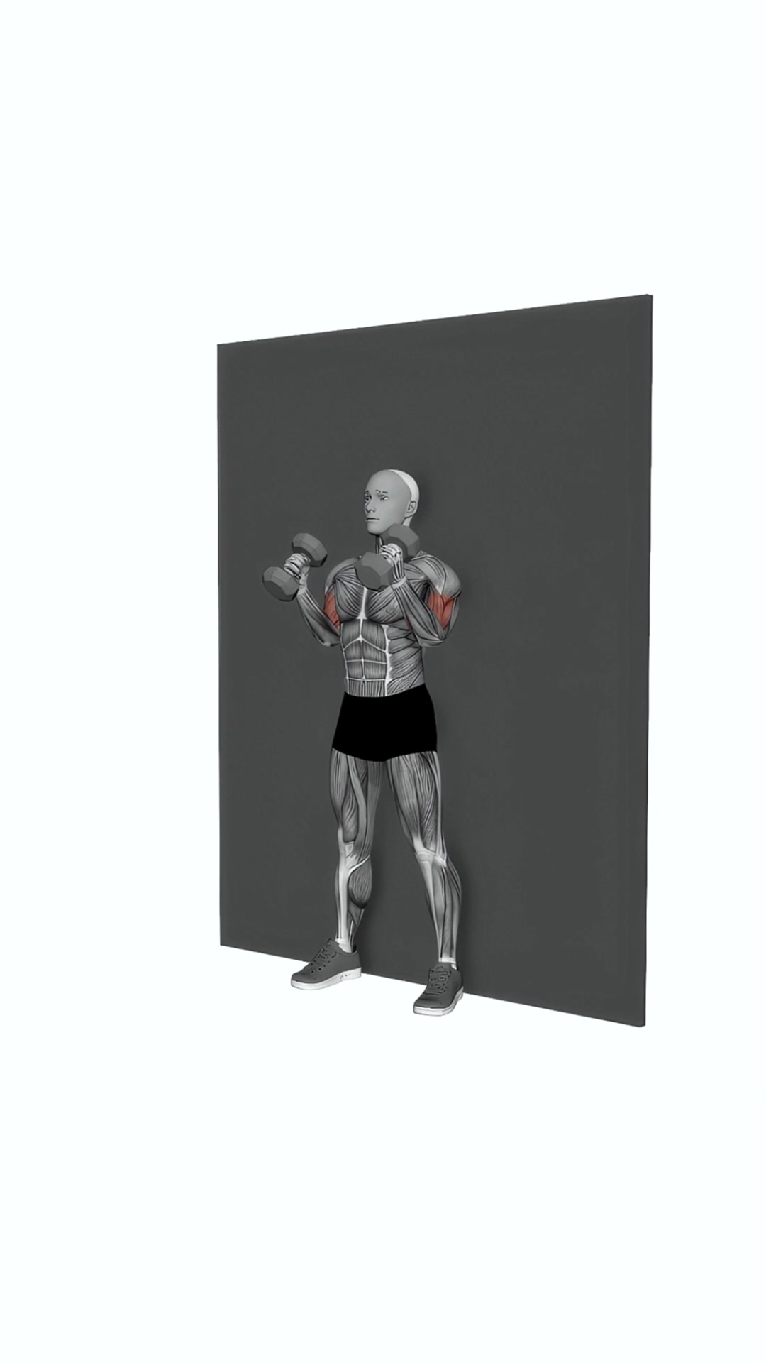 Dumbbell Hammer Strict Curl