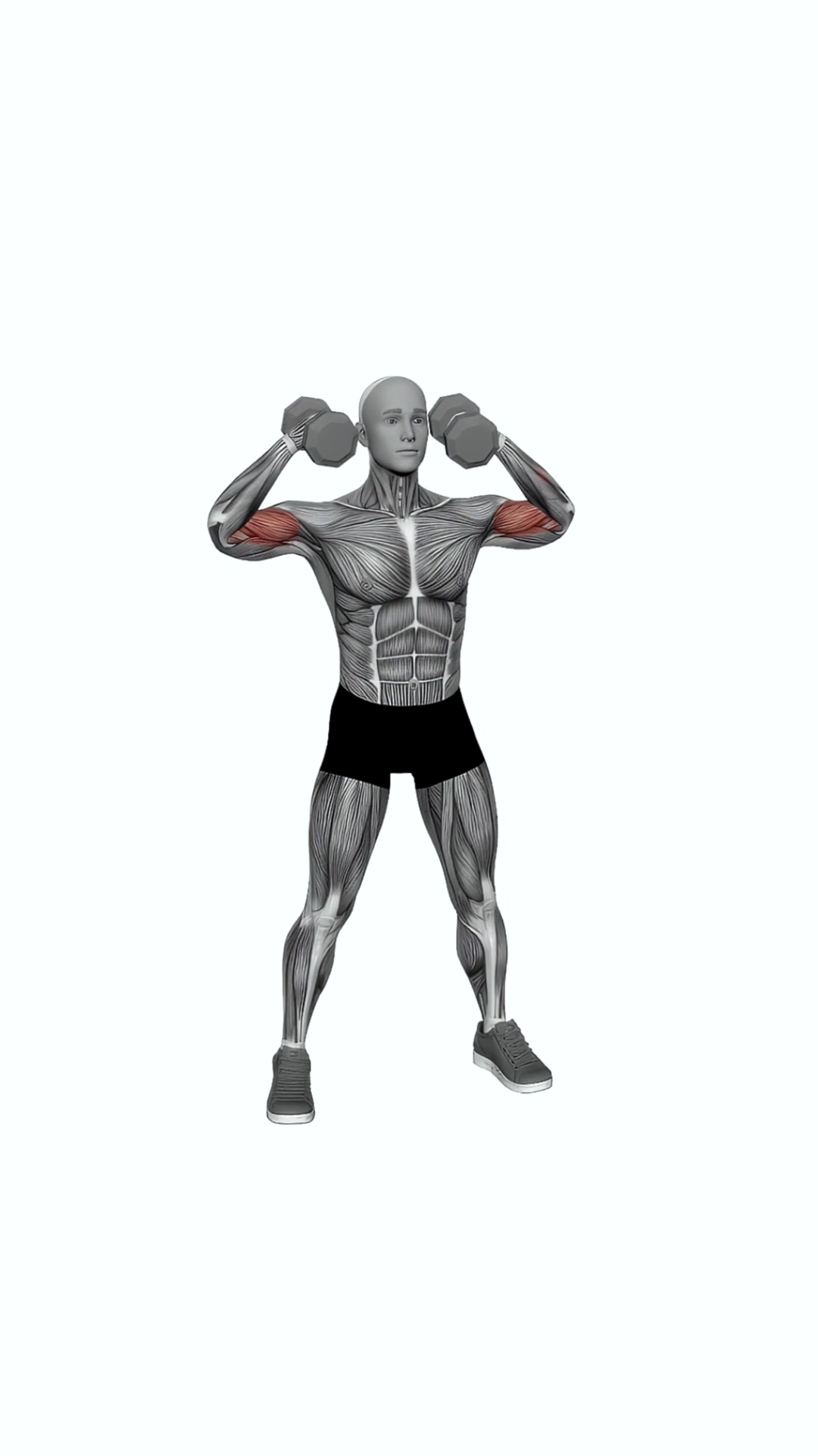 Dumbbell High Curl