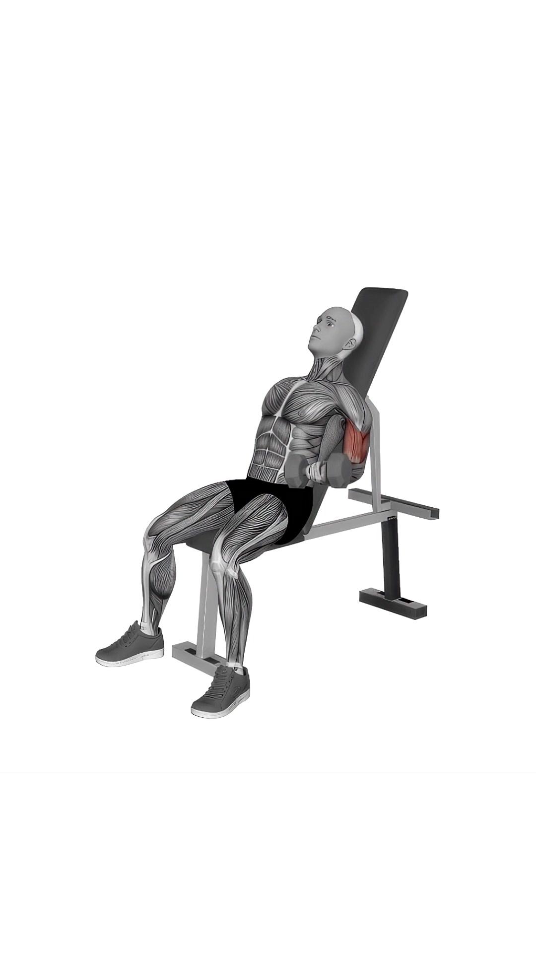 Dumbbell Incline Alternate Bicep Curl