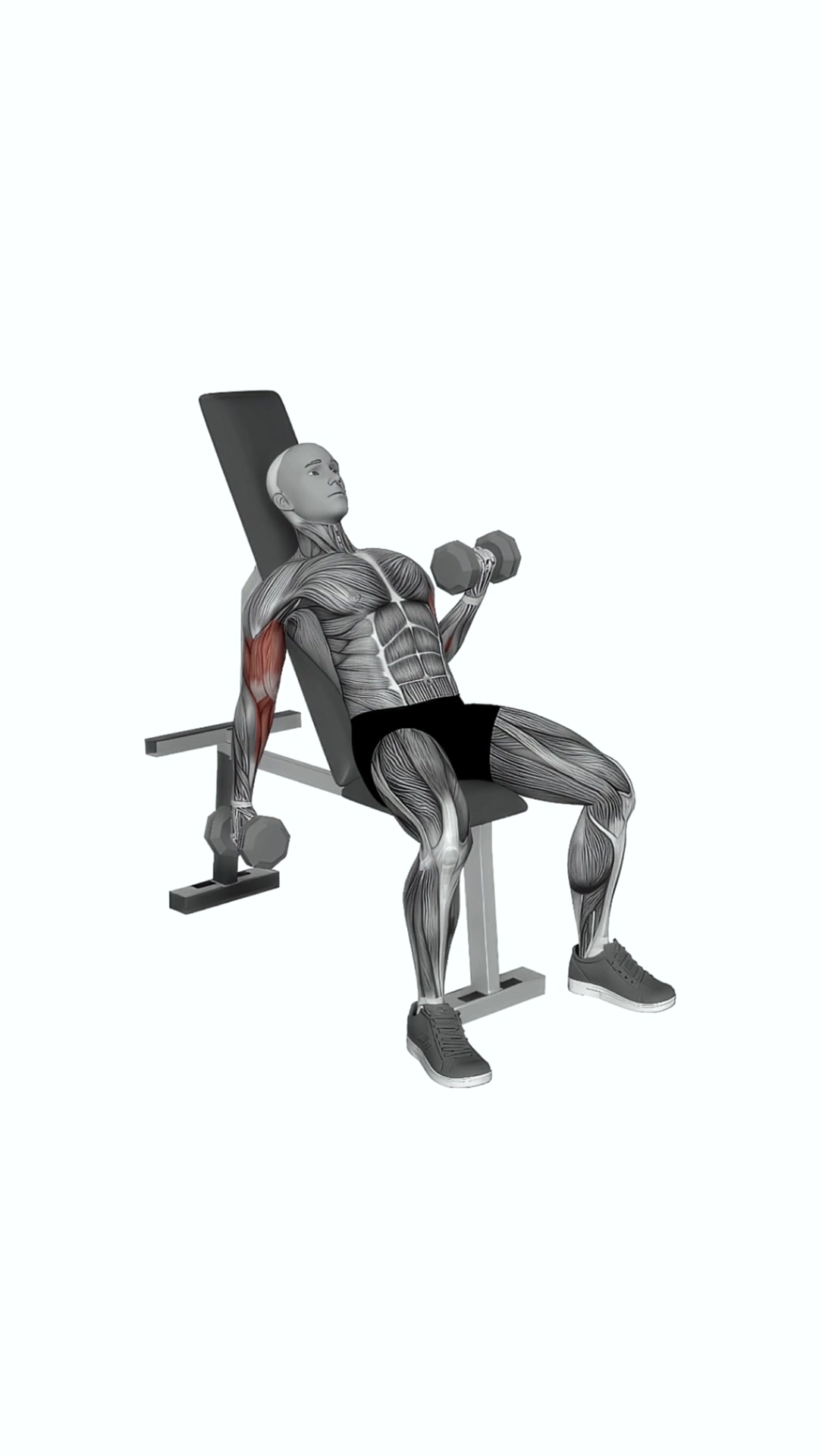 Dumbbell Incline Alternate Curl